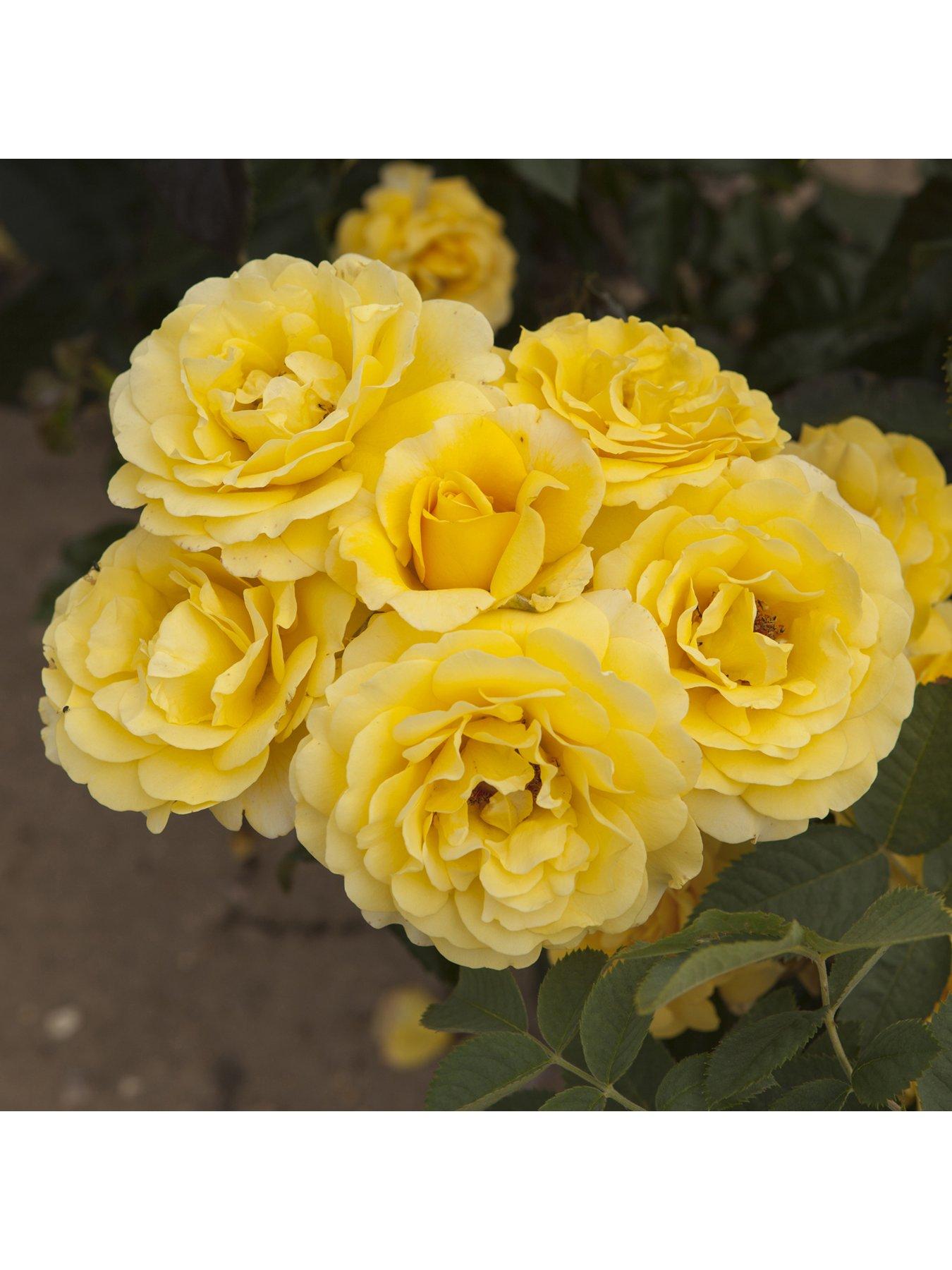 You Garden Rose Golden 50th Wedding Anniversary (4L Pot) | Very