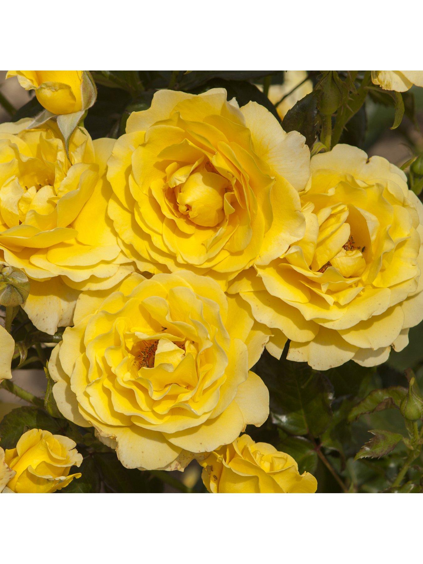 You Garden Rose Golden 50th Wedding Anniversary (4L Pot) | Very