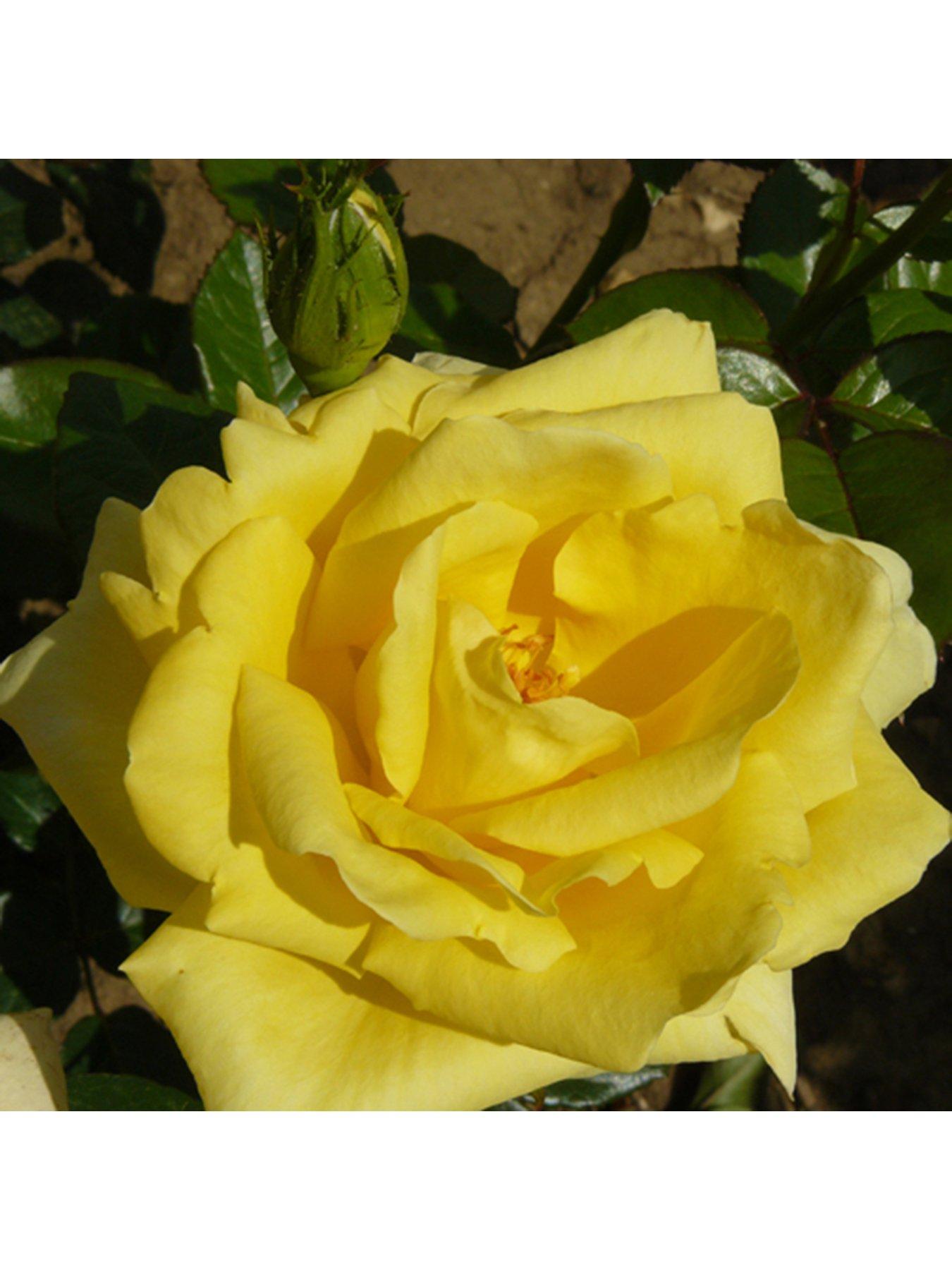 You Garden Rose Golden 50th Wedding Anniversary (4L Pot) | Very