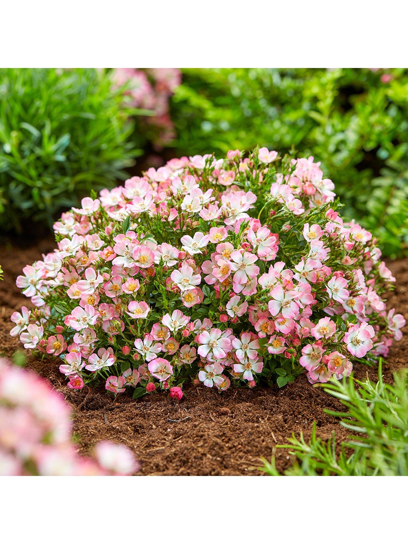 Product photograph of You Garden Rose Cutie Pie - 3 X 9cm Pot from very.co.uk