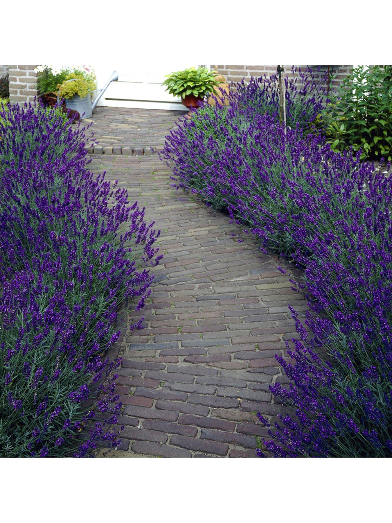 undefined Lavender English Hidcote - 2L Pot