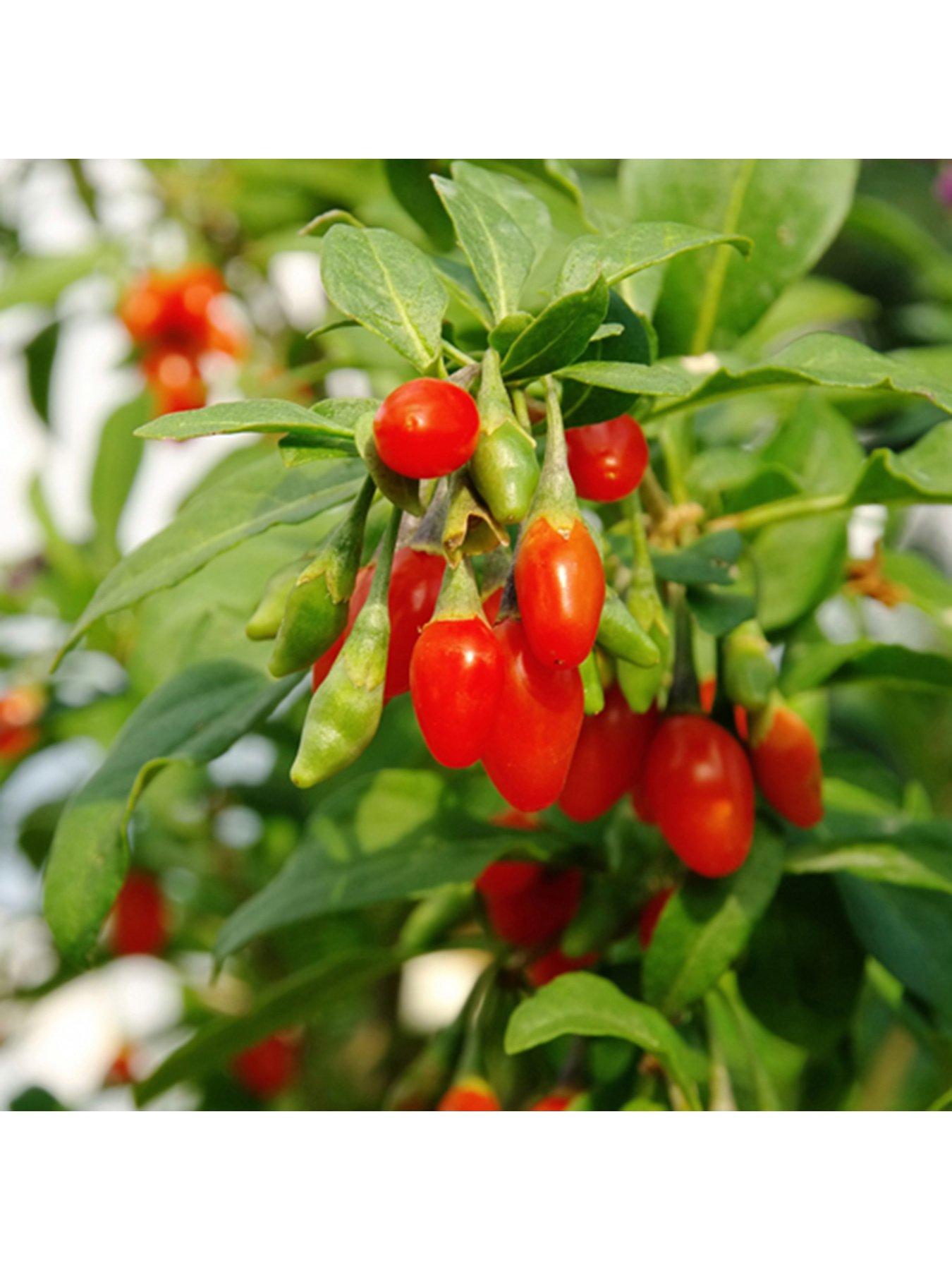 undefined Goji Berry 'Sweet Lifeberry' (Lycium barbarum) - 3 x 9cm Pots