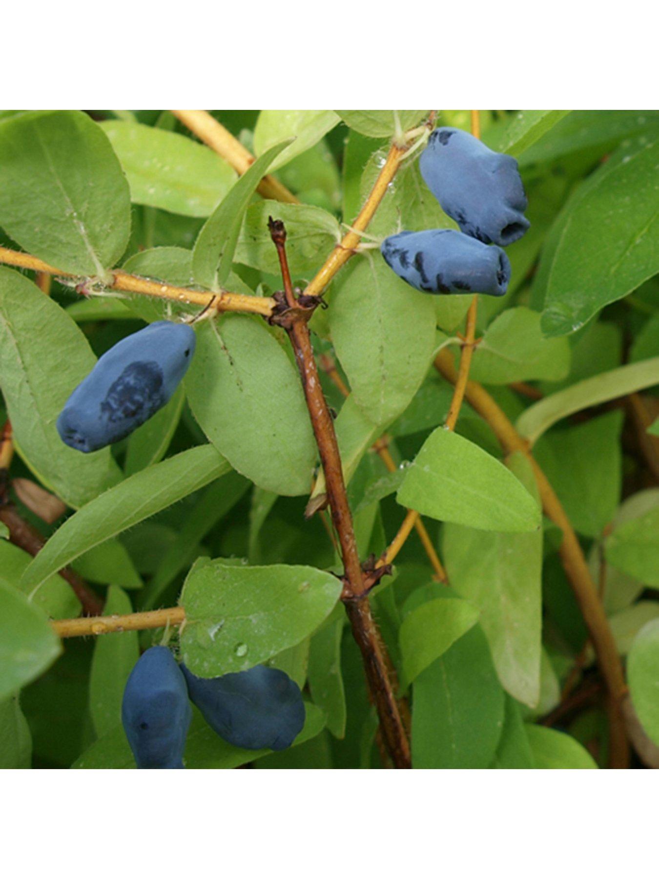 Product photograph of Honeyberry Lonicera Kams Balalaika - 3 X 9cm Pots from very.co.uk