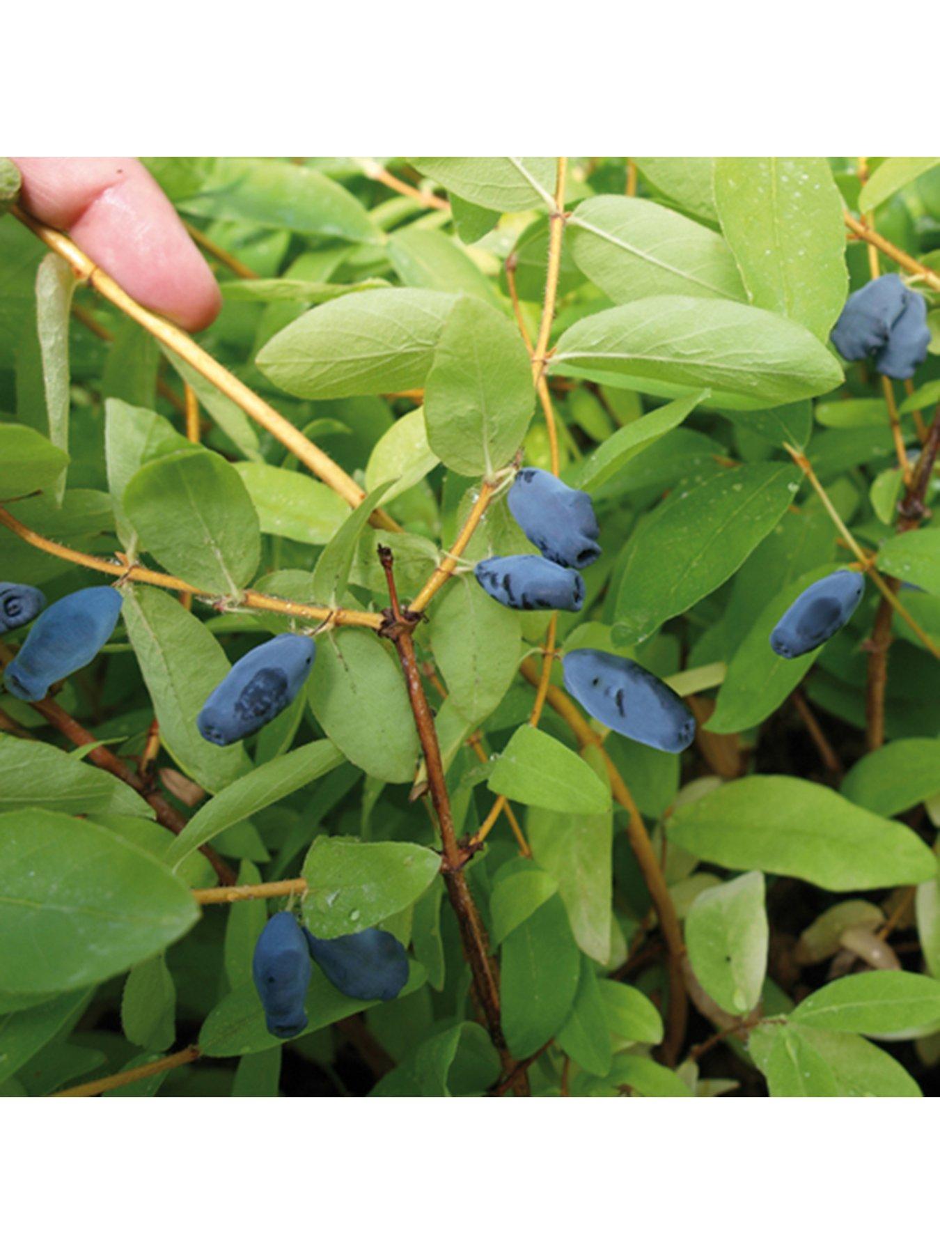 philodendron hederaceum mature Philodendron Hederaceum Lemon Lime Heartleaf – Okanoka main image 0