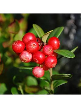 Product photograph of Cranberry Vaccinium Pilgrim - 2l Pot from very.co.uk