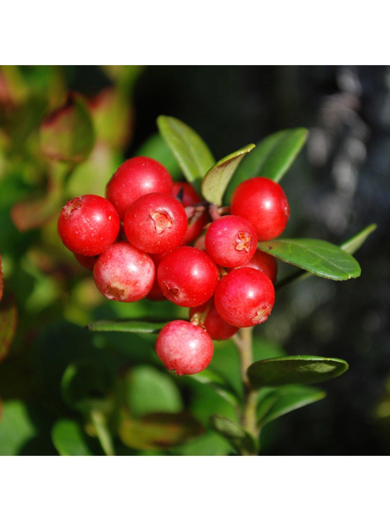 undefined Cranberry (Vaccinium) 'Pilgrim' - 2L Pot