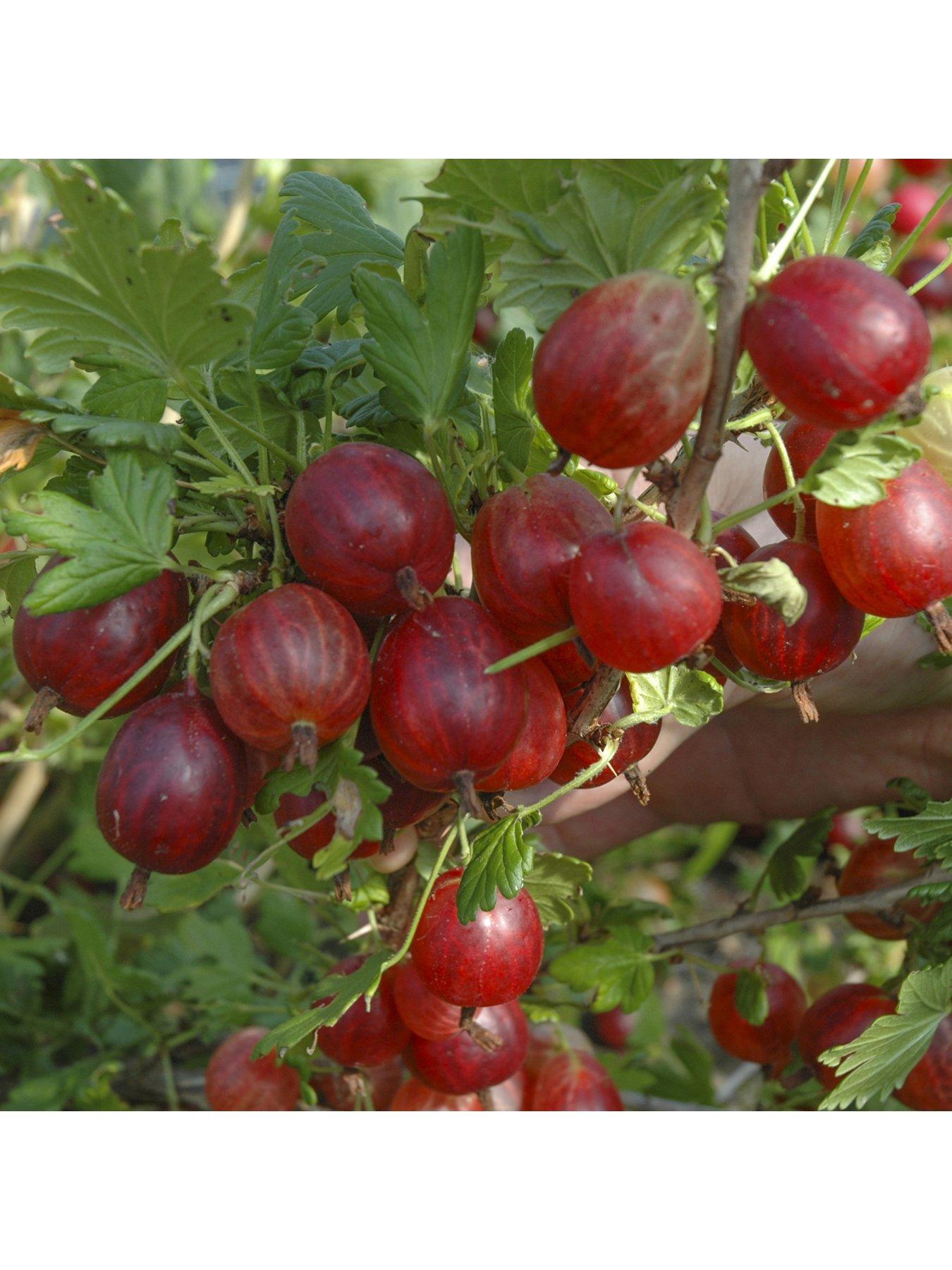 Product photograph of Gooseberry Hinnomaki Red - 2l Pot from very.co.uk