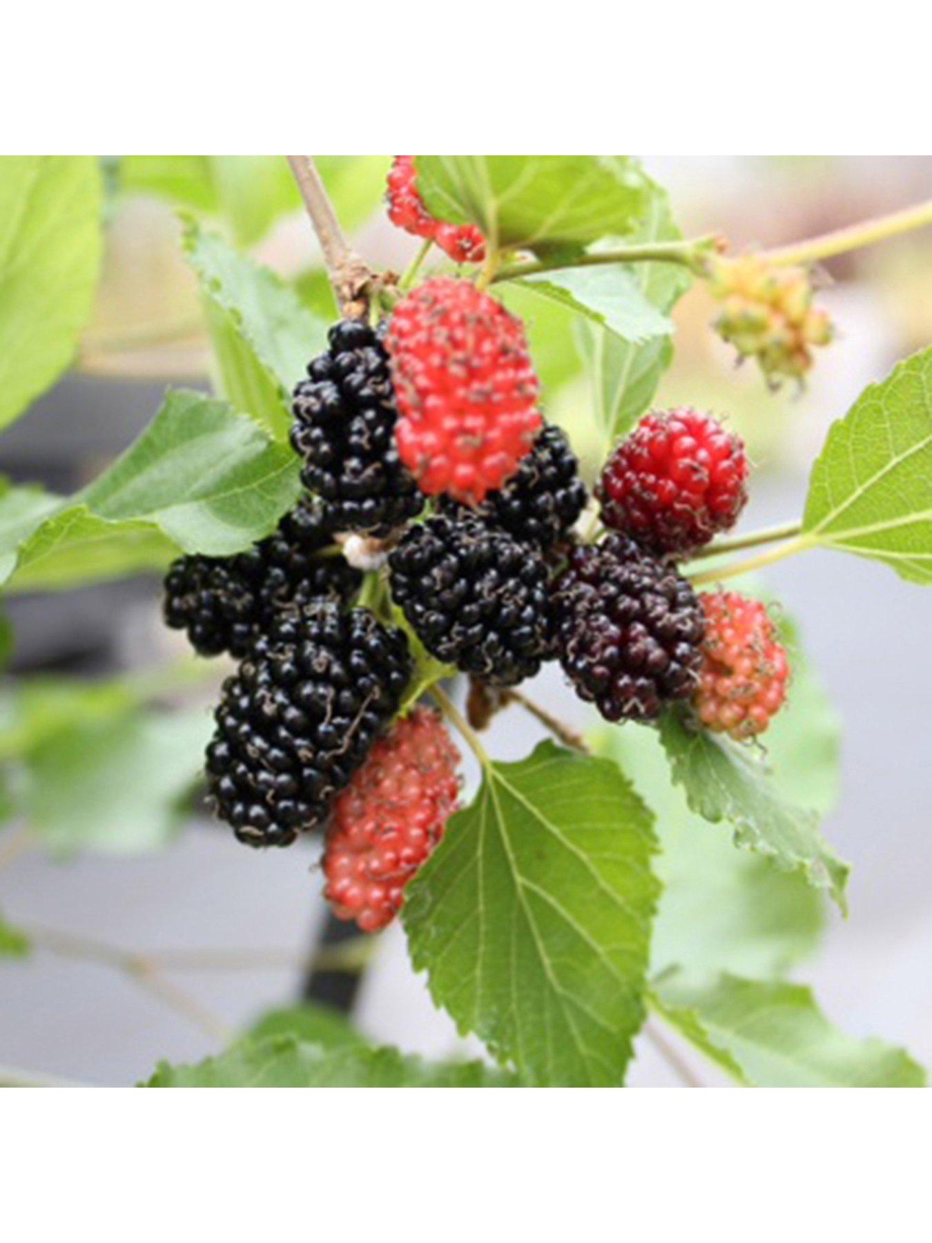 Image 1 of 7 of You Garden Mojoberry&nbsp;Morus Matsunaga - 2L Pot
