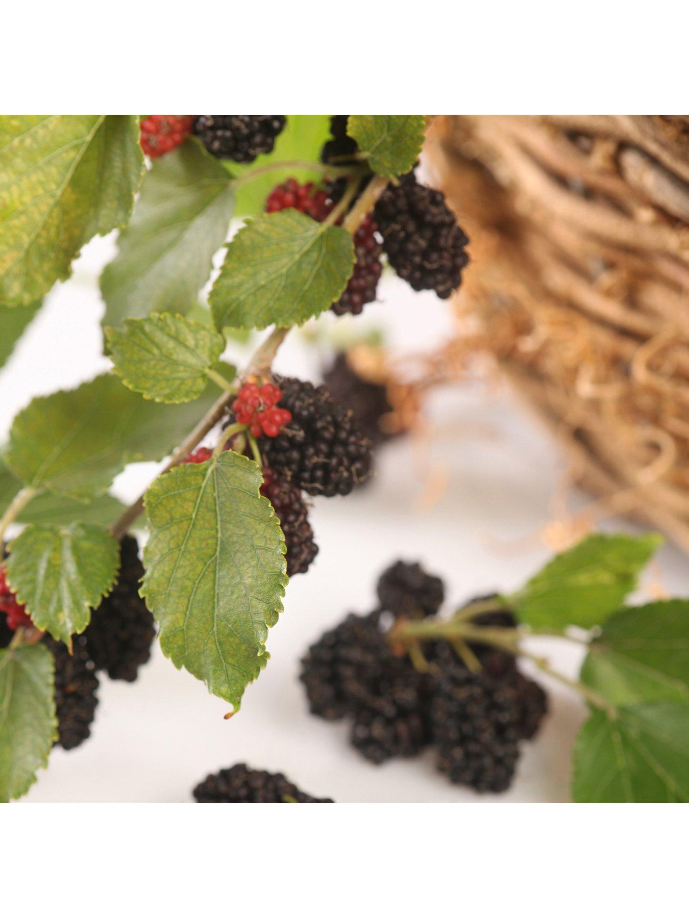 Image 3 of 7 of You Garden Mojoberry&nbsp;Morus Matsunaga - 2L Pot