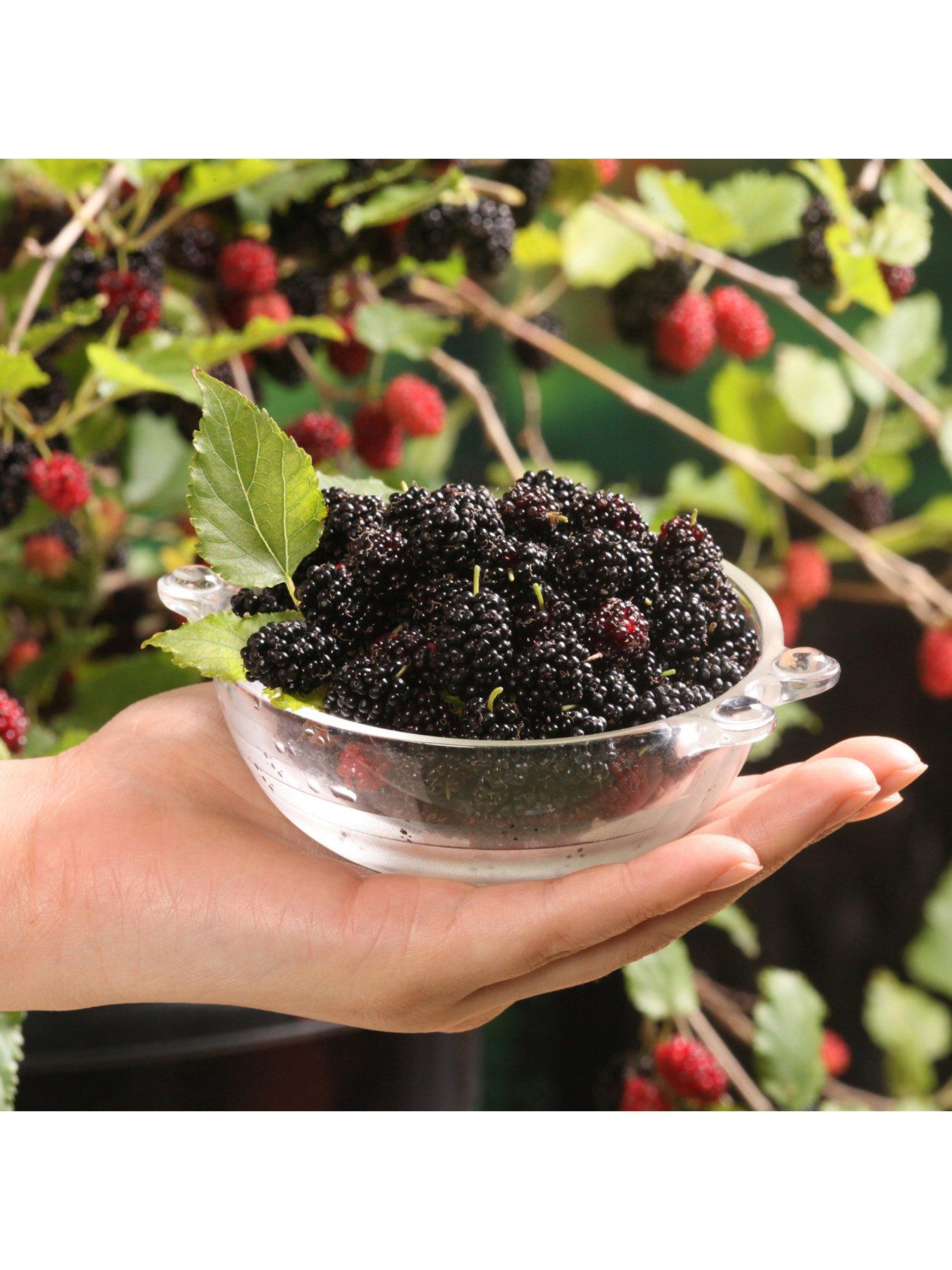 Image 4 of 7 of You Garden Mojoberry&nbsp;Morus Matsunaga - 2L Pot