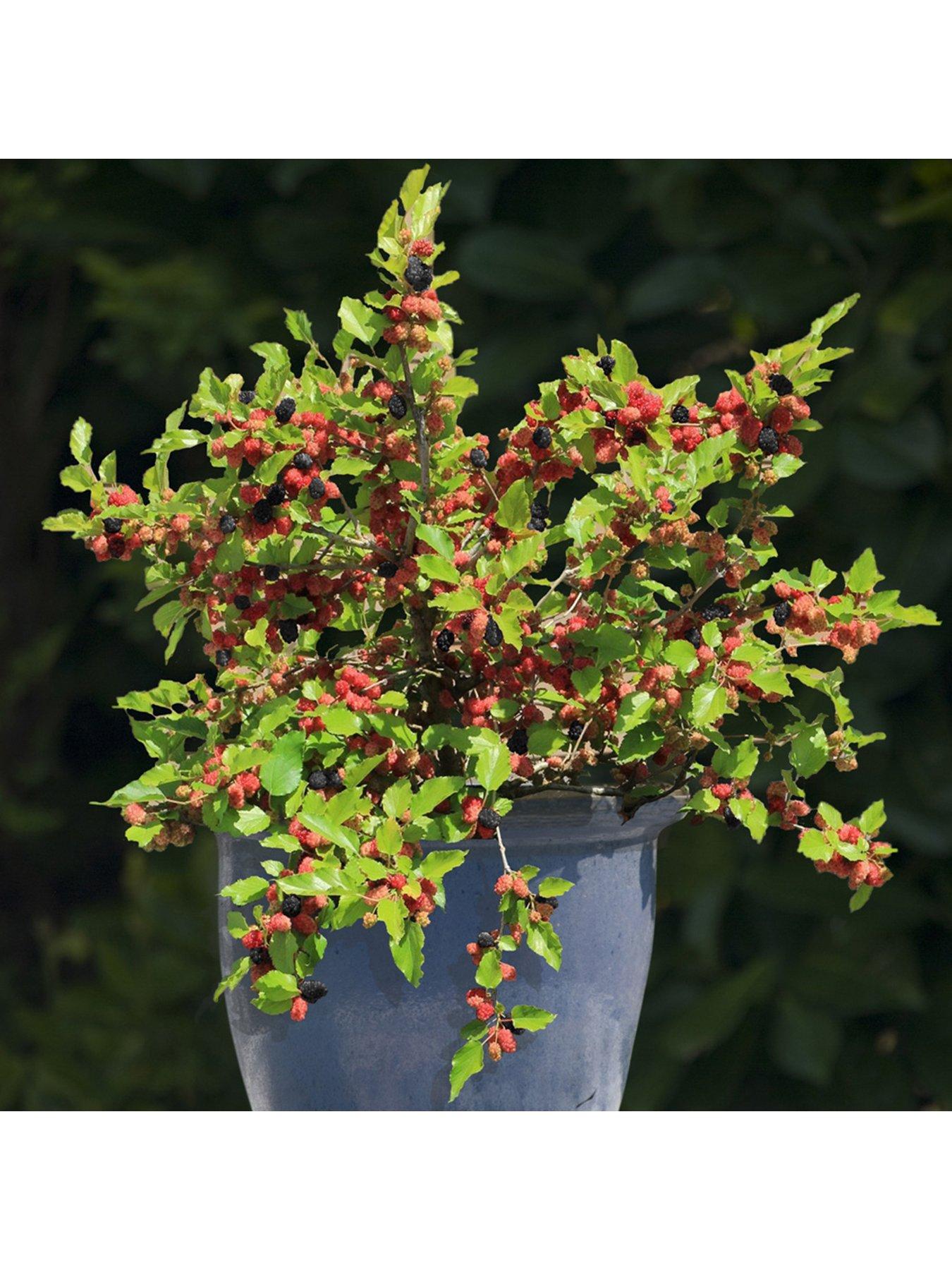 Image 6 of 7 of You Garden Mojoberry&nbsp;Morus Matsunaga - 2L Pot