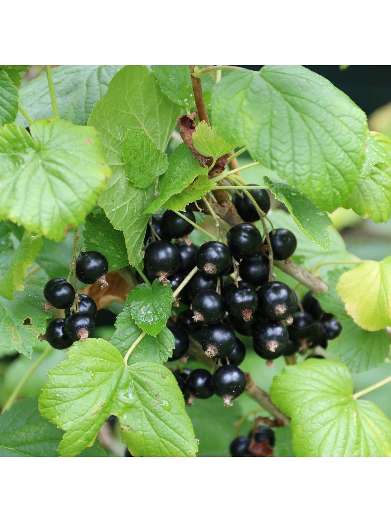 Product photograph of Blackcurrant Titania - 2l Pot from very.co.uk