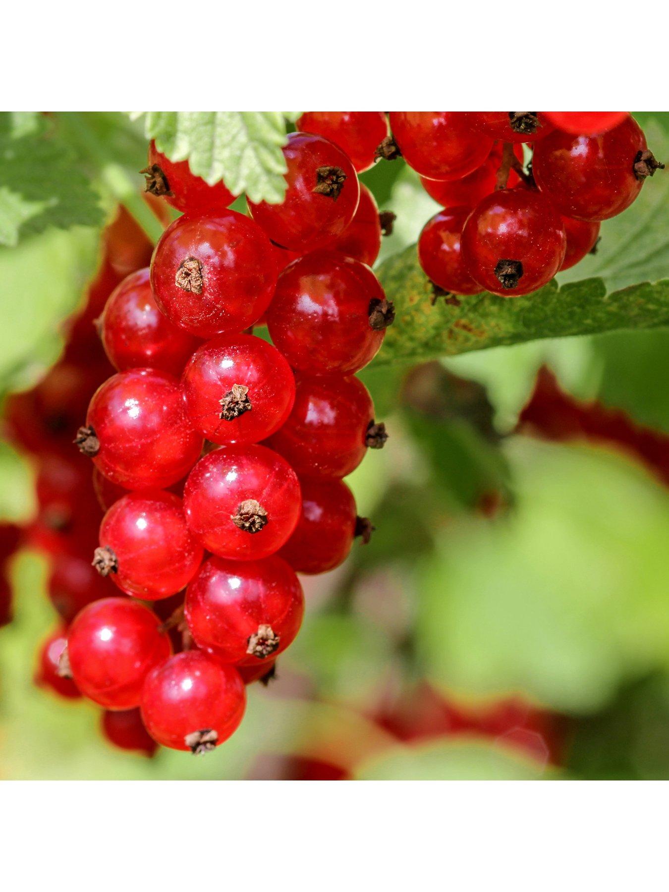 undefined Redcurrant Jonkheer Van Tets - 2L Pot