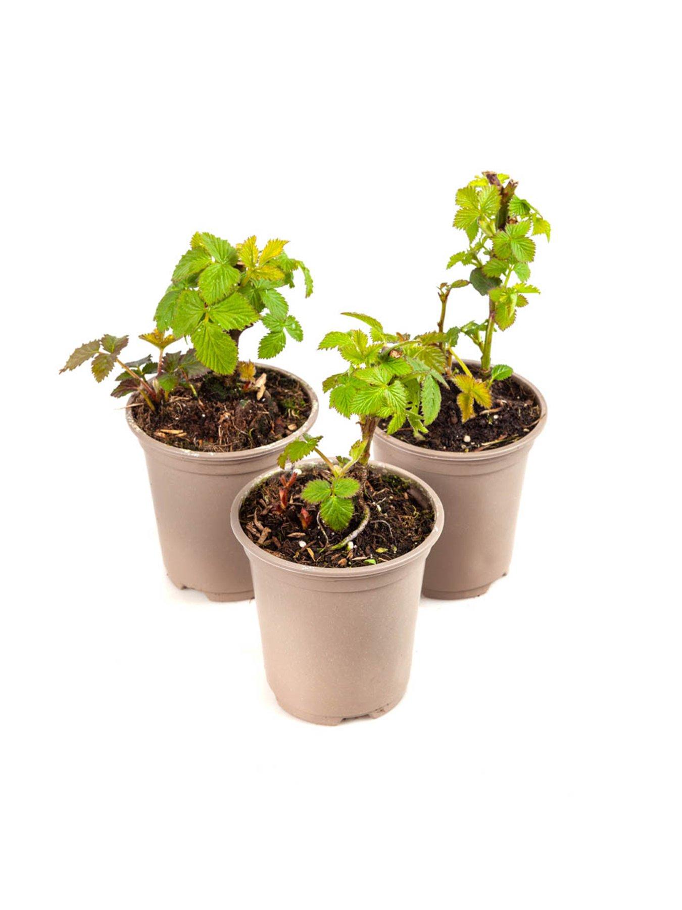 plant pot accessories SkyPots - Eight (8) Pot Hangers for Plants + Accessories - Connectable  Hanging Planter Kits - Pots not Included
