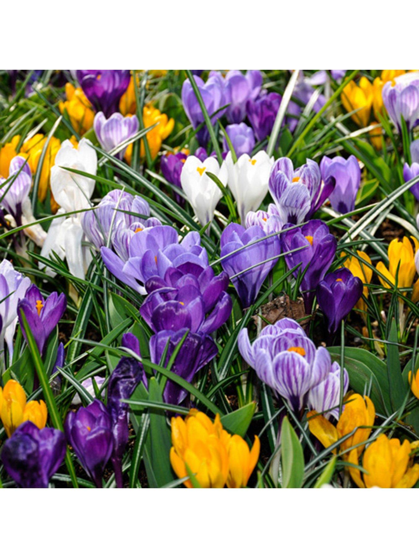 You Garden Large Flowered Mixed Crocus - Pack of 30 Bulbs