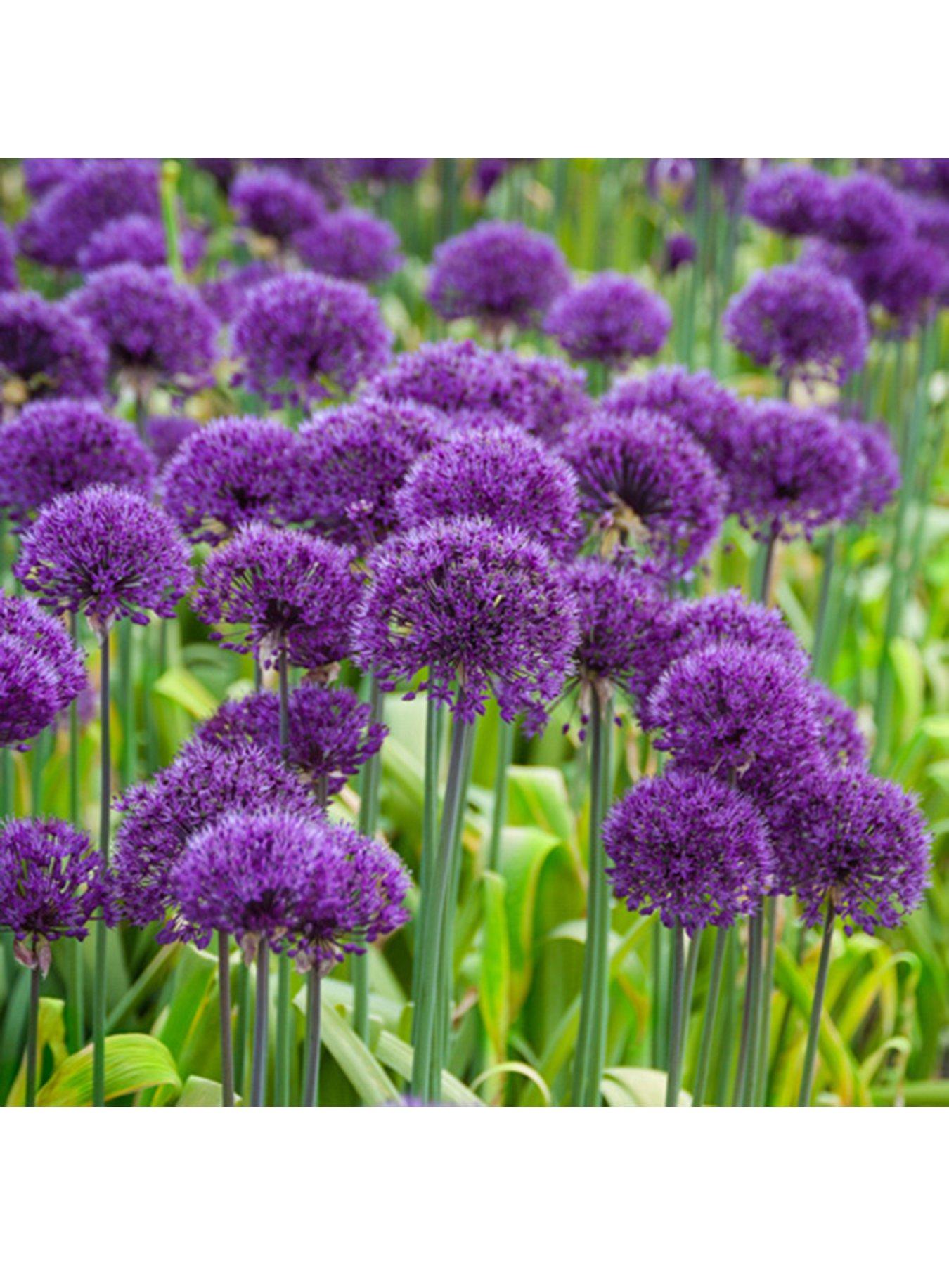 You Garden Allium Purple Sensation - Pack of 25 Bulbs