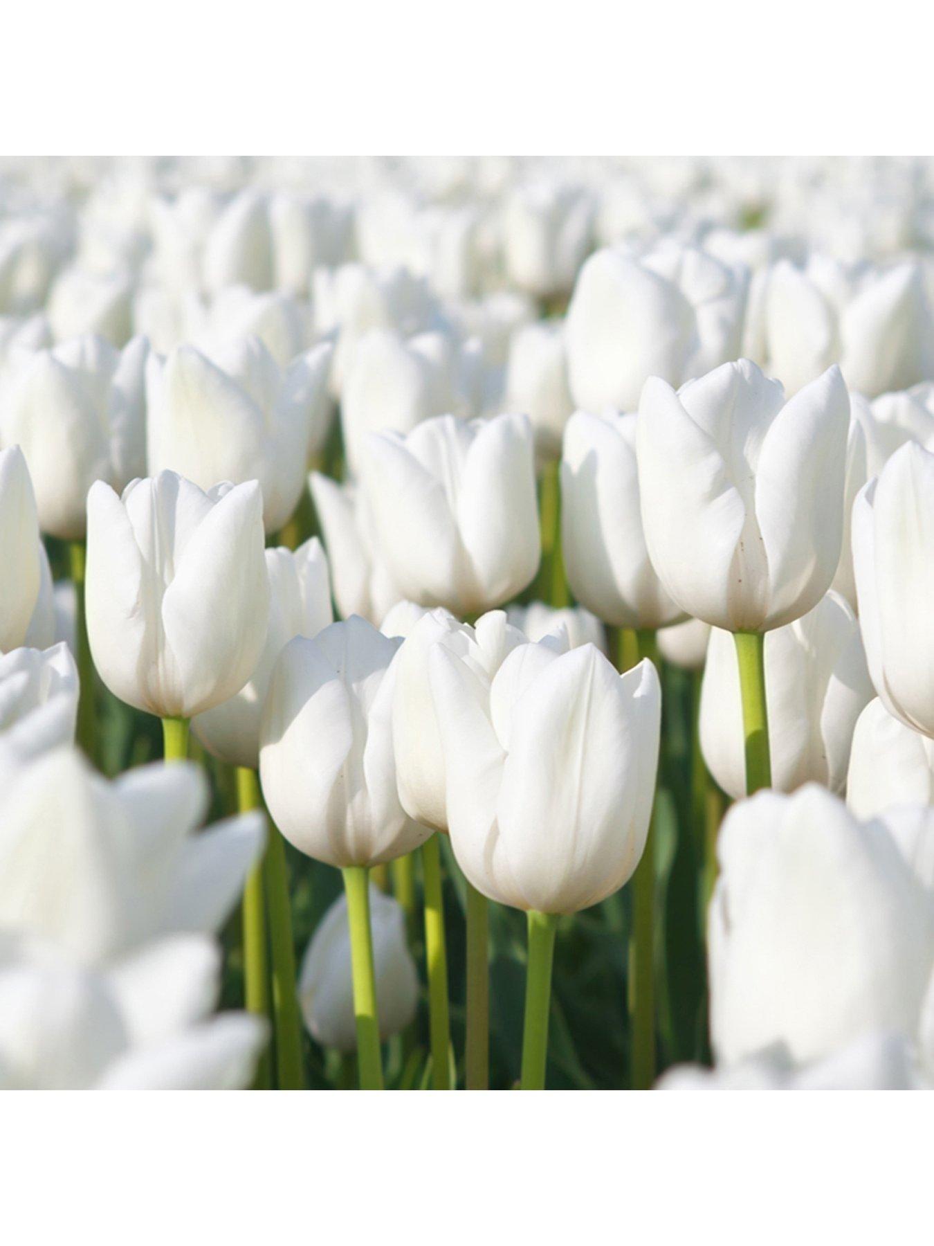 You Garden Tulip Triumph White - Pack of 15 bulbs
