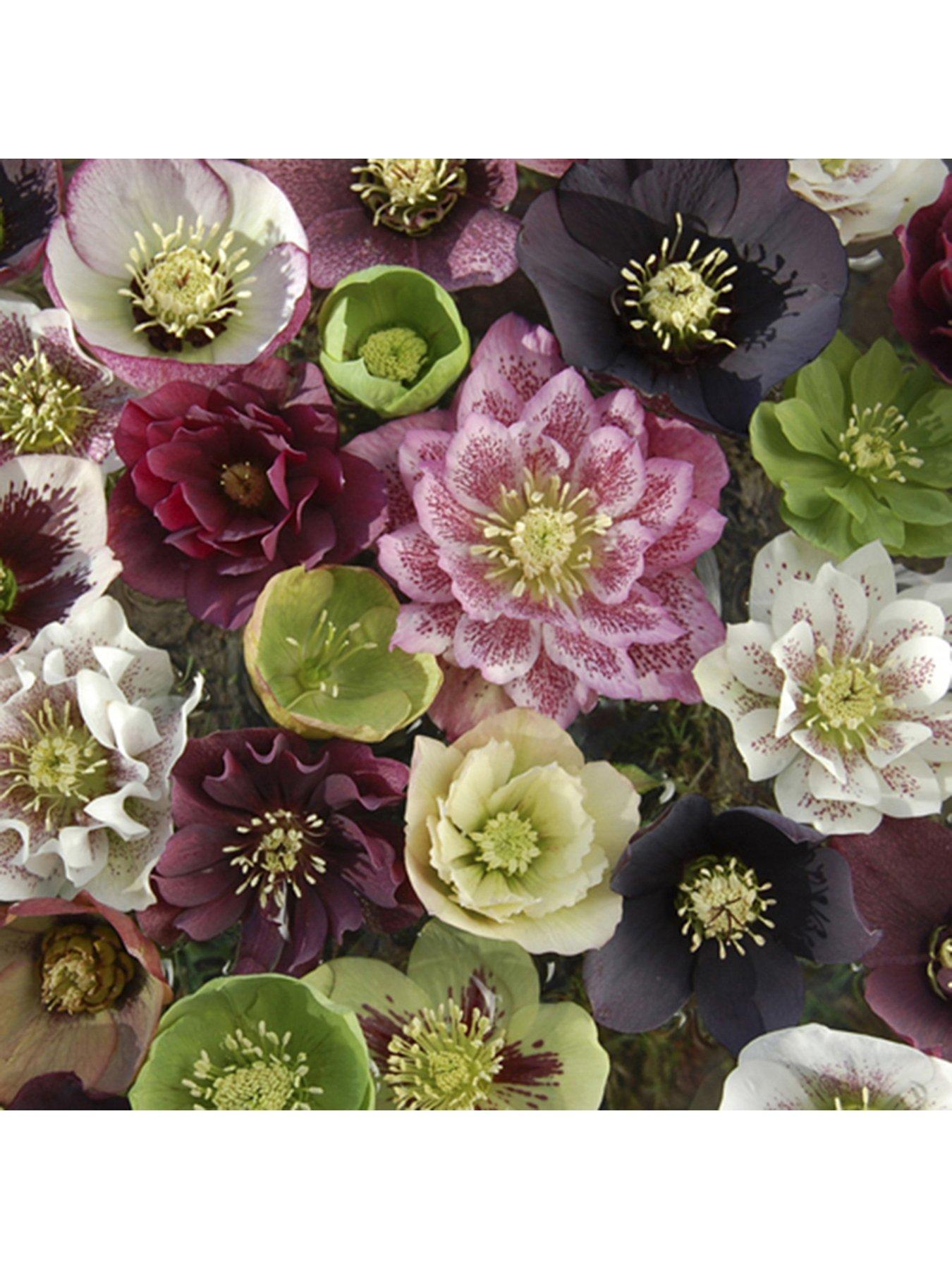 Product photograph of Hellebore Double Ellen Mixed 10 Plug Plants from very.co.uk