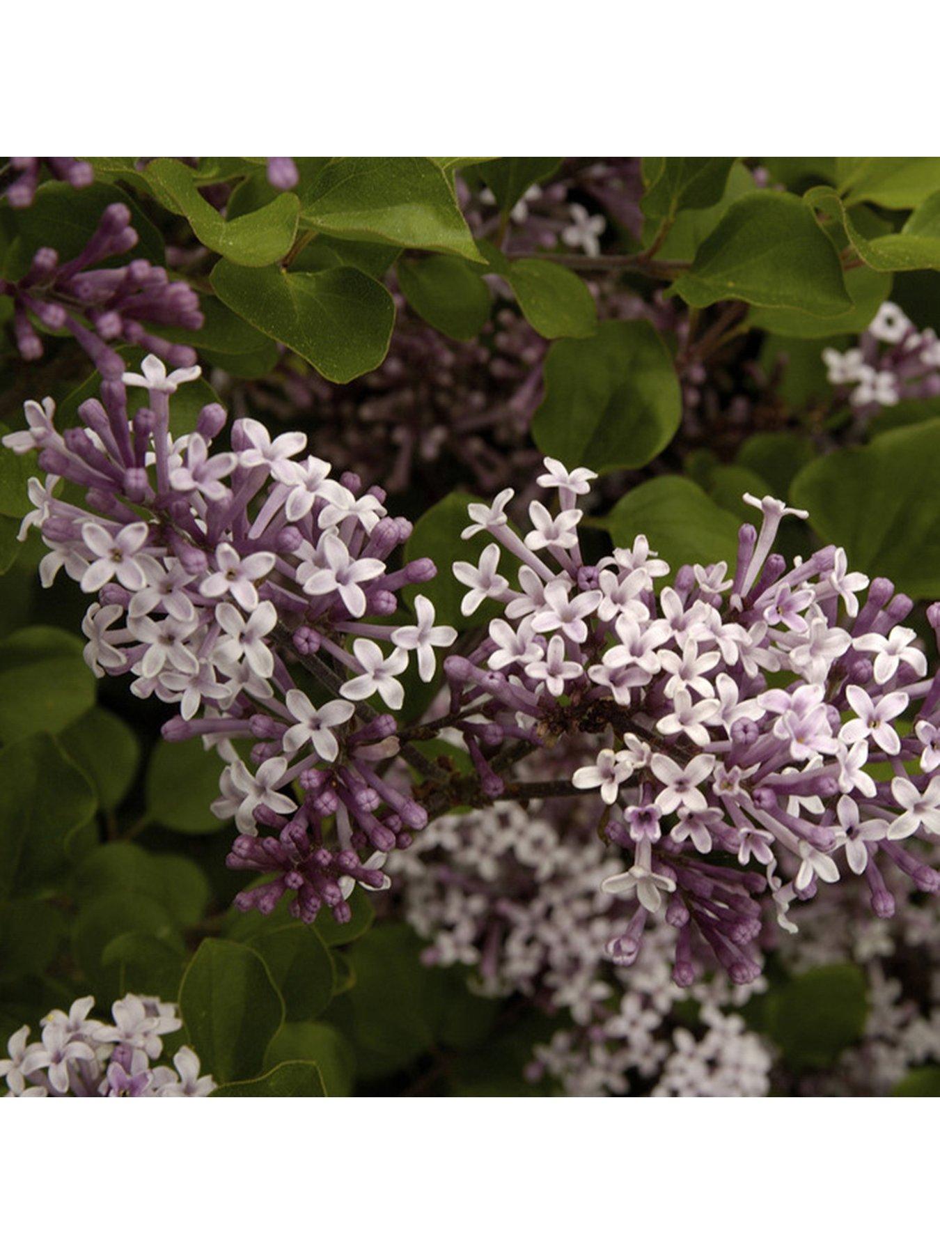Image 1 of 4 of You Garden Patio Lilac - Syringa 'Palibin' (3L Pot)