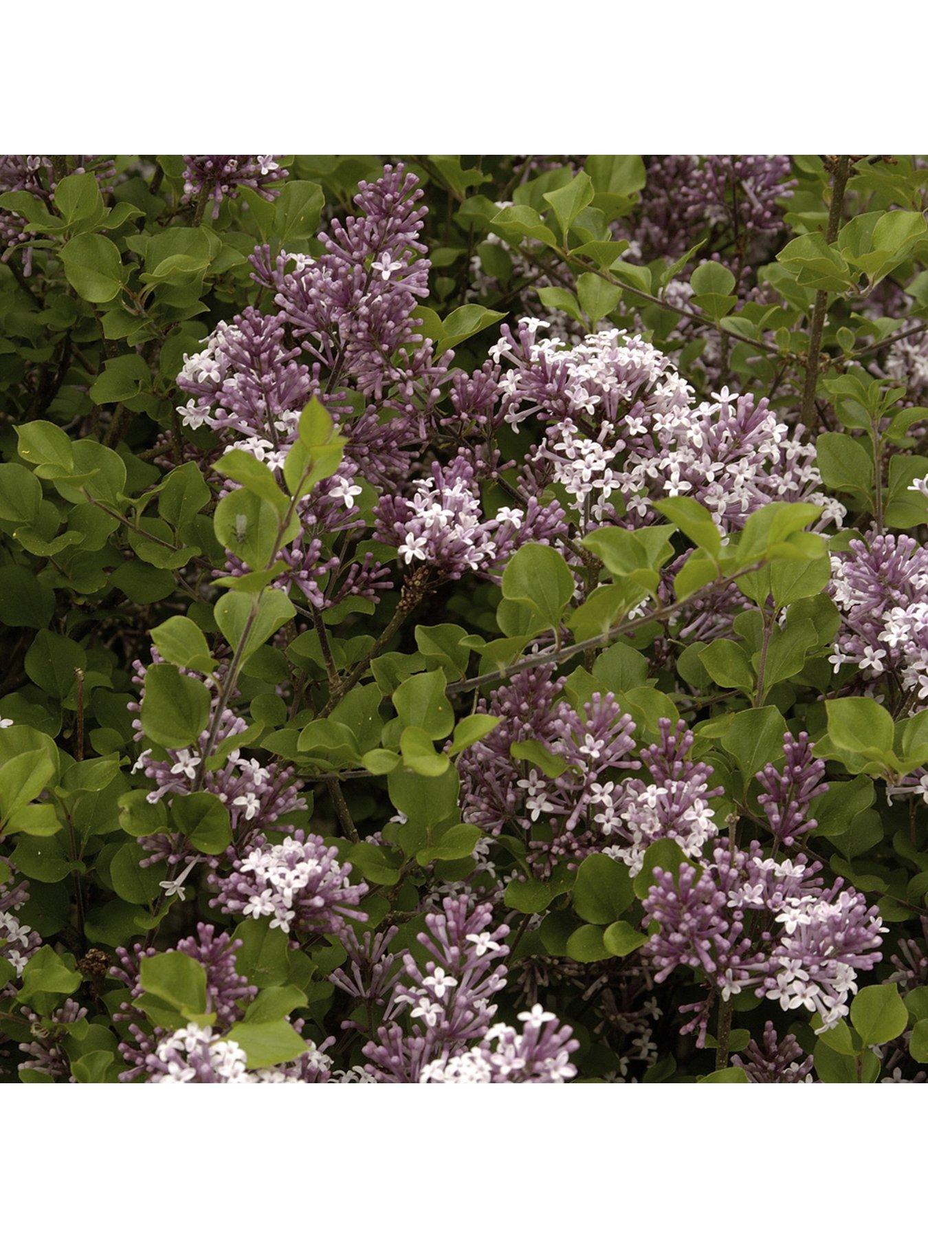 Image 2 of 4 of You Garden Patio Lilac - Syringa 'Palibin' (3L Pot)