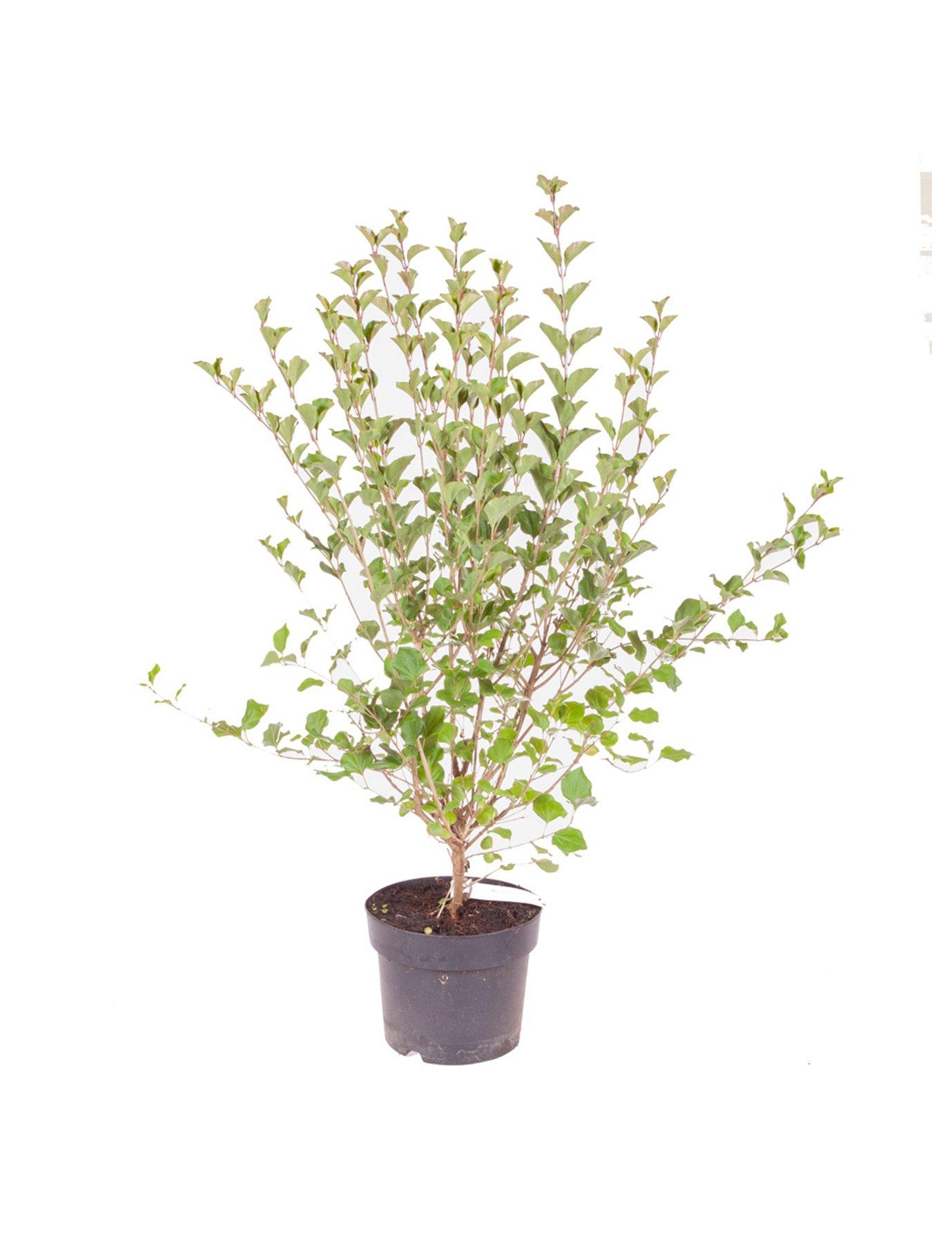 Image 3 of 4 of You Garden Patio Lilac - Syringa 'Palibin' (3L Pot)