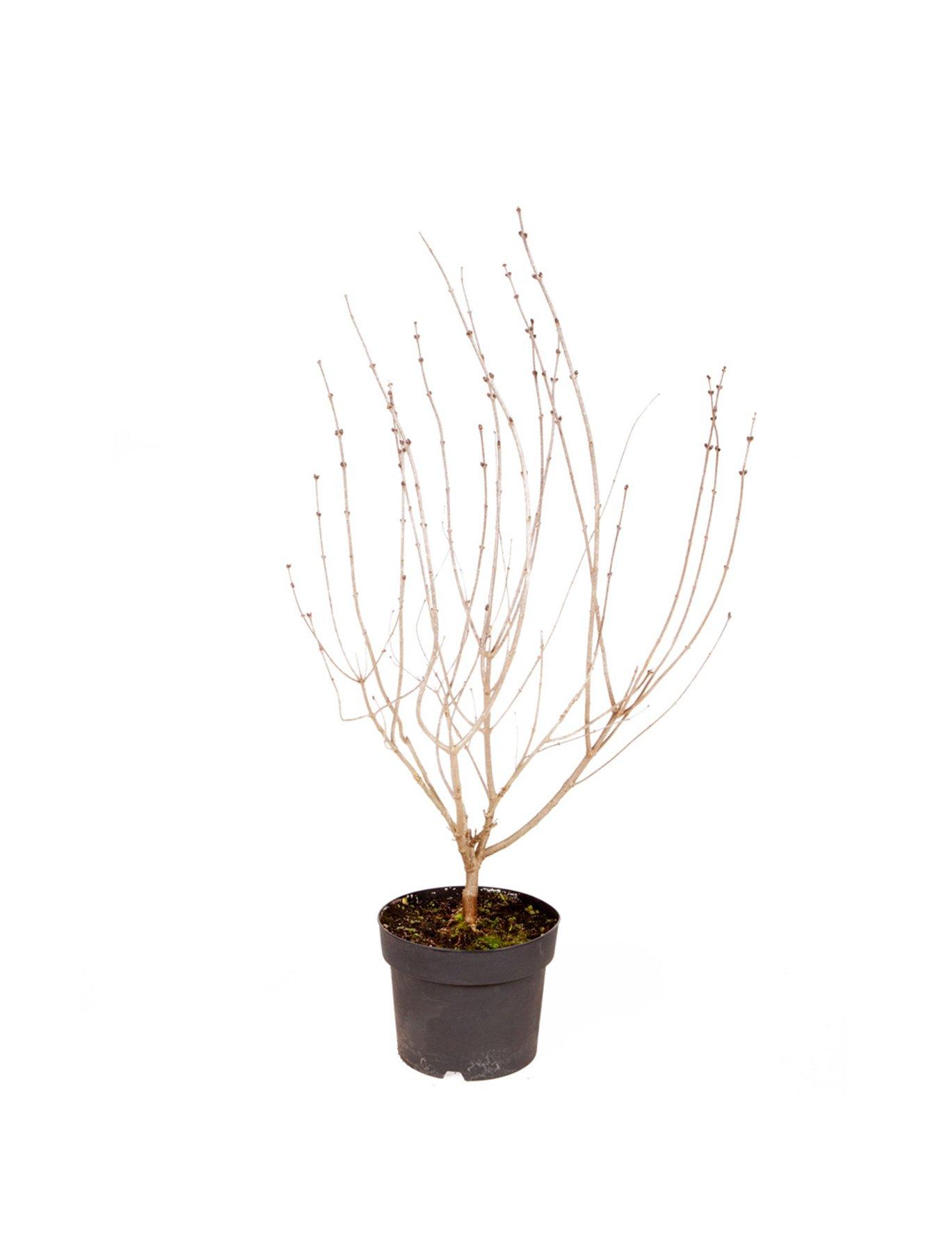 Image 4 of 4 of You Garden Patio Lilac - Syringa 'Palibin' (3L Pot)