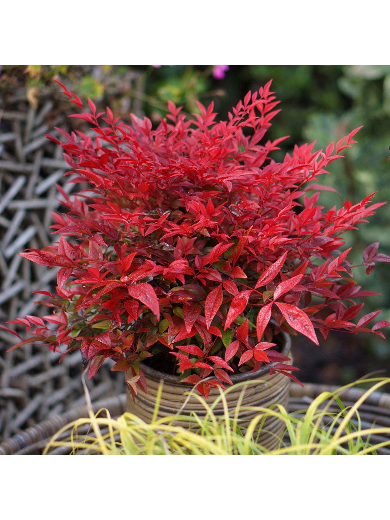 Image 1 of 7 of You Garden Nandina 'Obsessed' (17cm Pot)
