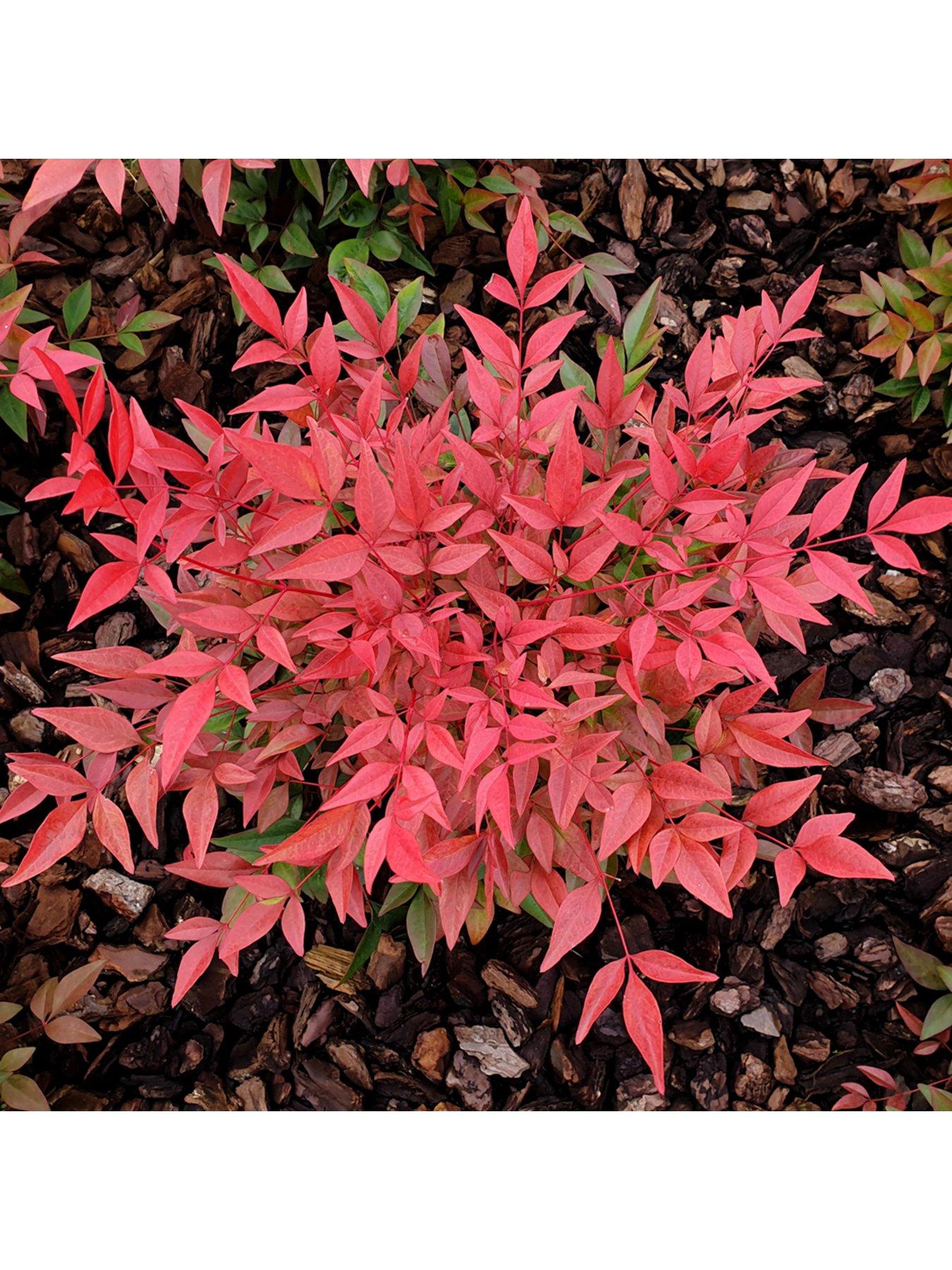 Image 2 of 7 of You Garden Nandina 'Obsessed' (17cm Pot)