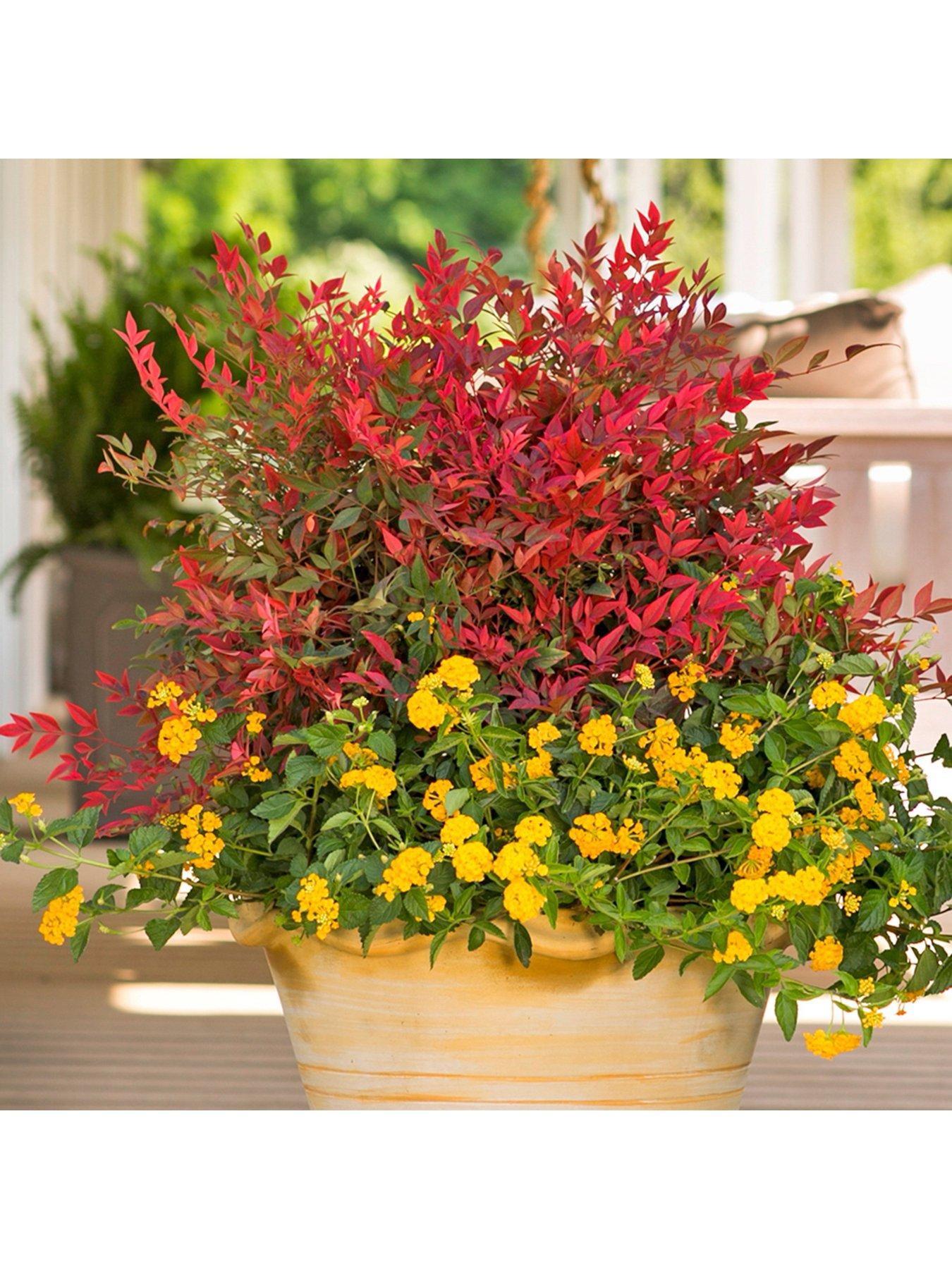 Image 3 of 7 of You Garden Nandina 'Obsessed' (17cm Pot)