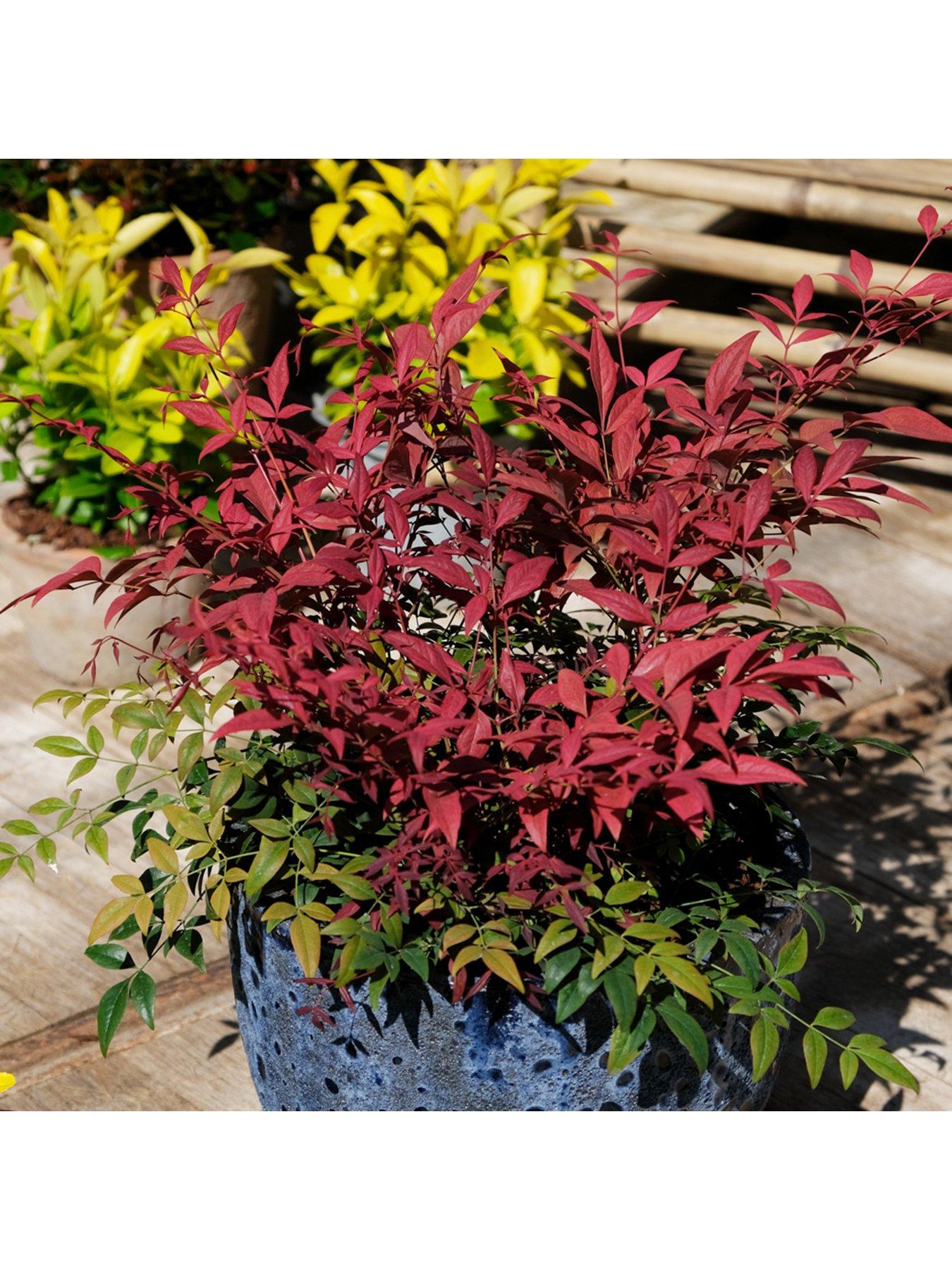 Image 4 of 7 of You Garden Nandina 'Obsessed' (17cm Pot)