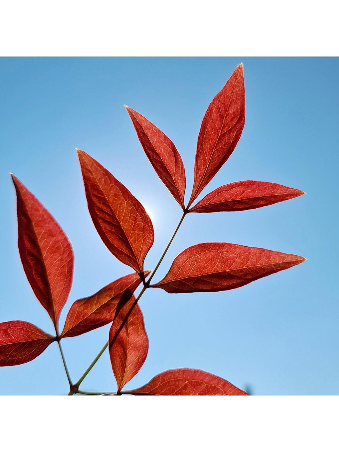 Image 5 of 7 of You Garden Nandina 'Obsessed' (17cm Pot)