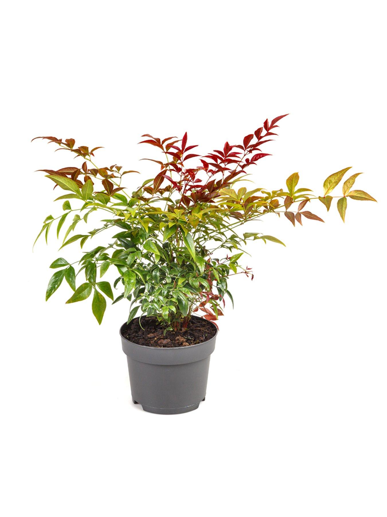 Image 6 of 7 of You Garden Nandina 'Obsessed' (17cm Pot)