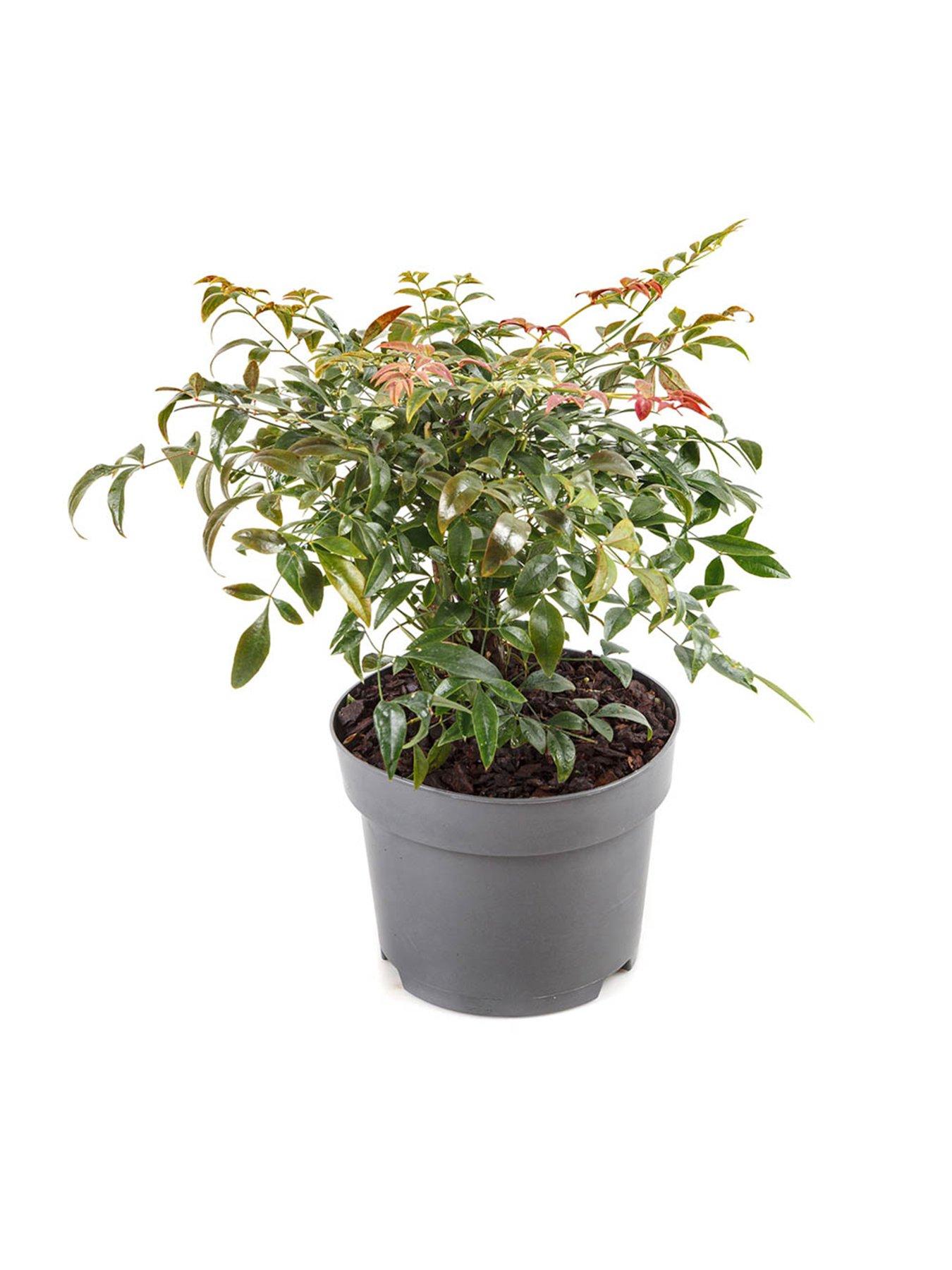 Image 7 of 7 of You Garden Nandina 'Obsessed' (17cm Pot)