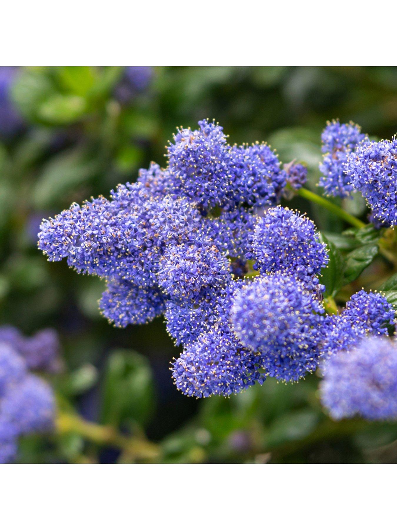 Product photograph of Ceanothus Thyrsiflorus Repens 2l Pot from very.co.uk