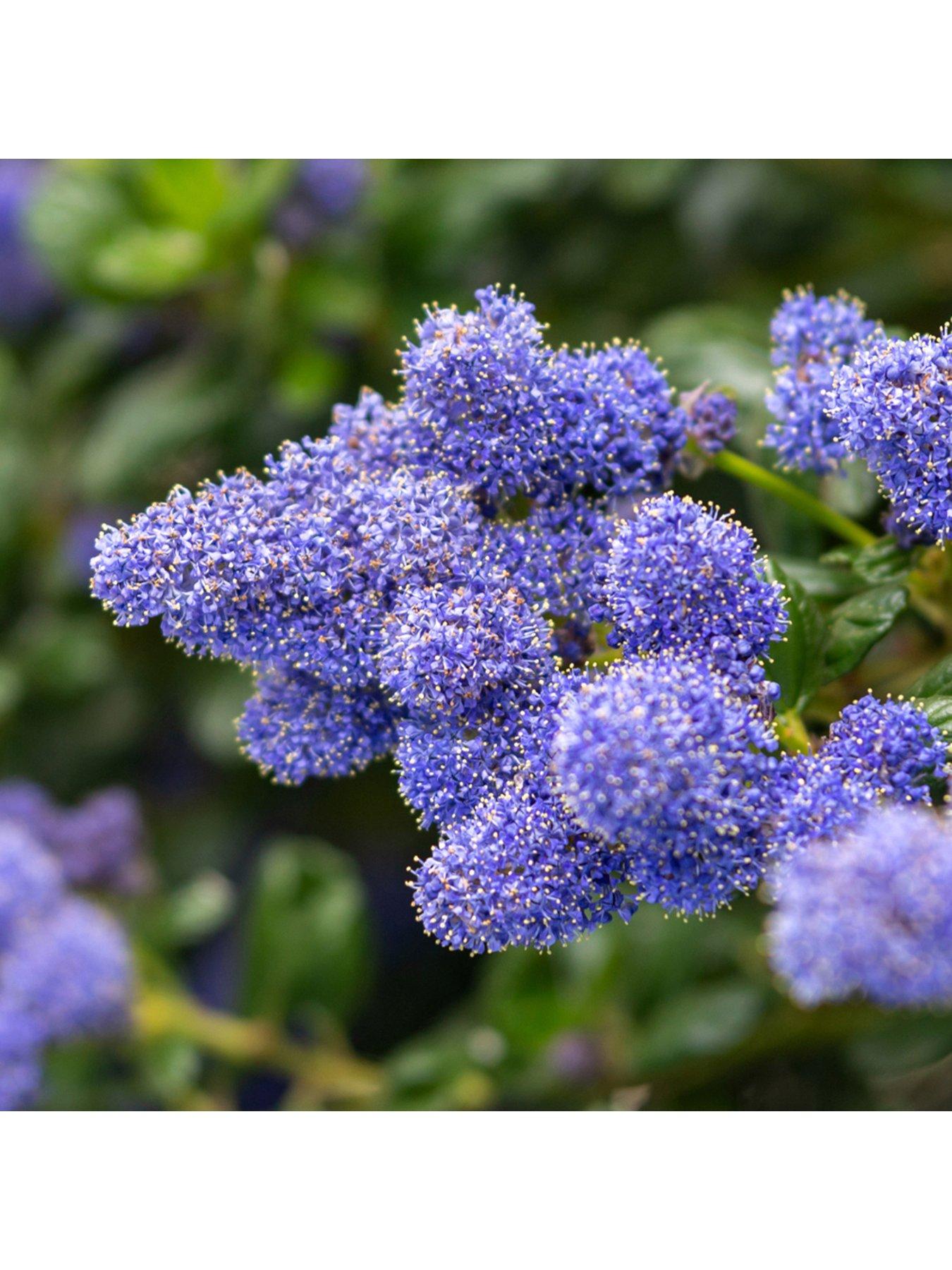 Product photograph of You Garden Ceanothus Thyrsiflorus Repens 2l Pot from very.co.uk