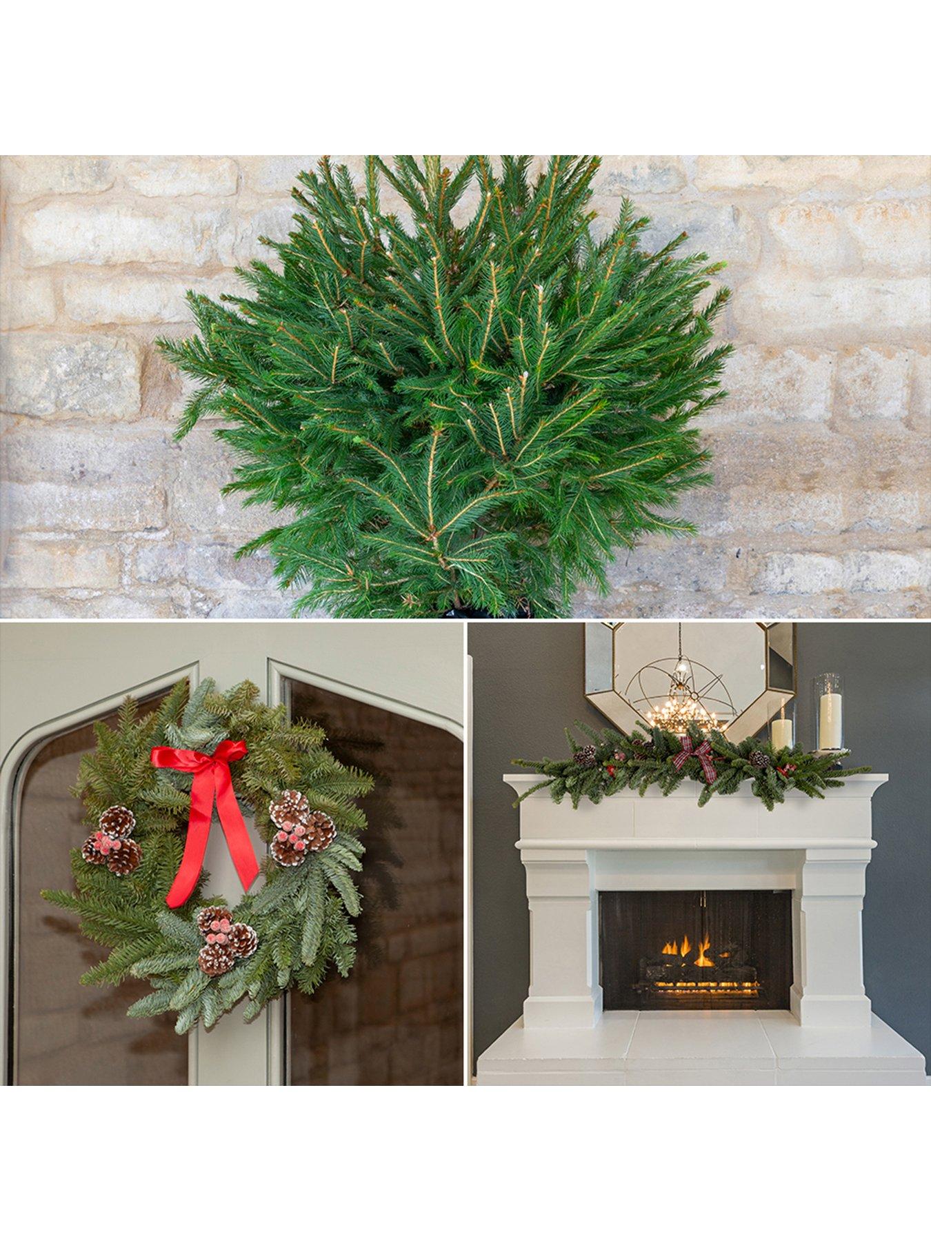 You Garden Christmas in a Box (Potted Norway Spruce, Wreath  &  Garland)