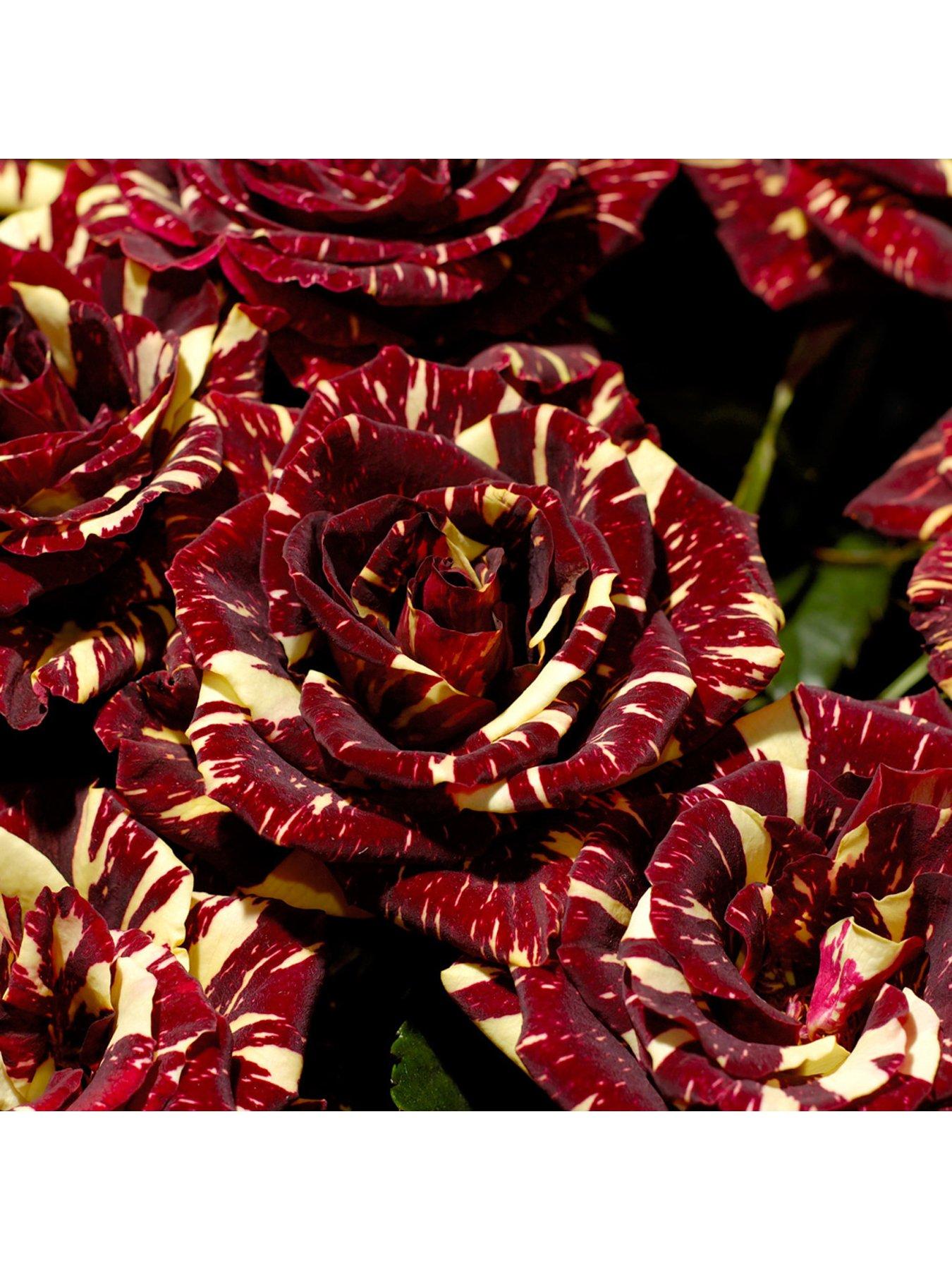 you-garden-rose-abracadabra-bare-root