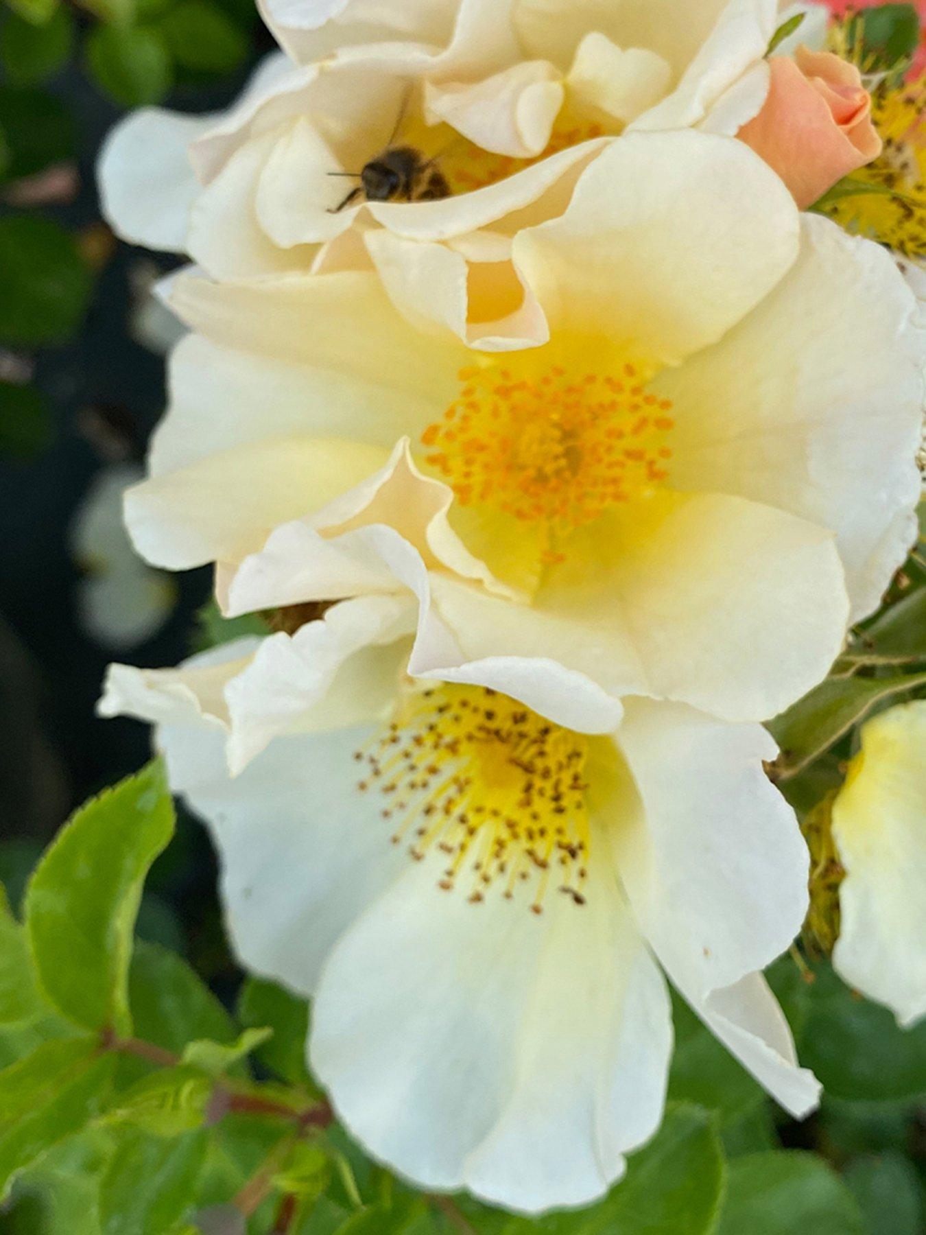 undefined Rose - Simple Yellow (potted rose in 3L-4L pot)