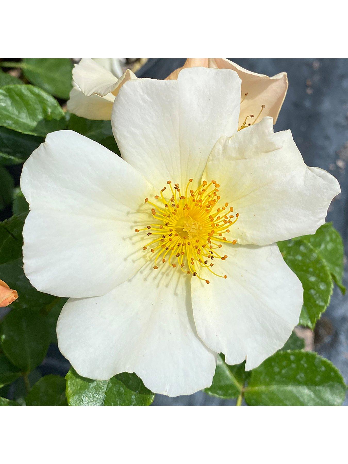 Image 2 of 3 of You Garden Rose Simple Yellow (4L Pot)