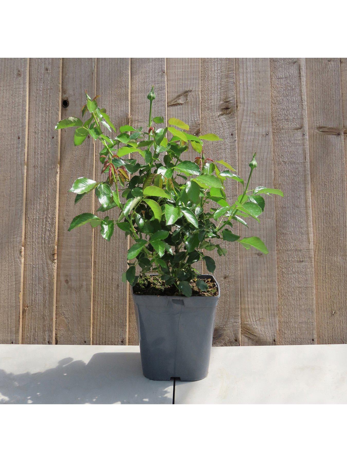 Image 3 of 3 of You Garden Rose Simple Yellow (4L Pot)