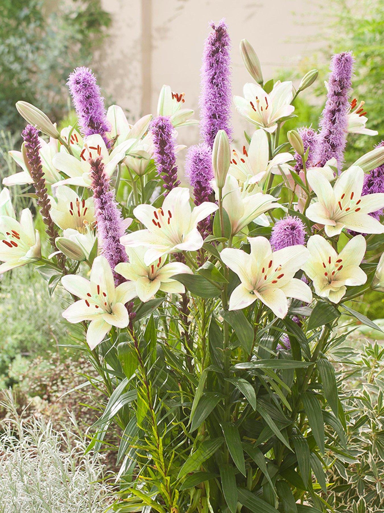 Image 1 of 3 of You Garden Plant-O-Mat Bulb Pod - Lilium and Liatris Mix