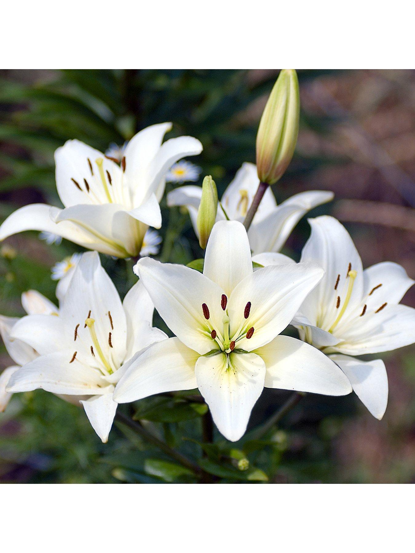 Image 2 of 3 of You Garden Plant-O-Mat Bulb Pod - Lilium and Liatris Mix