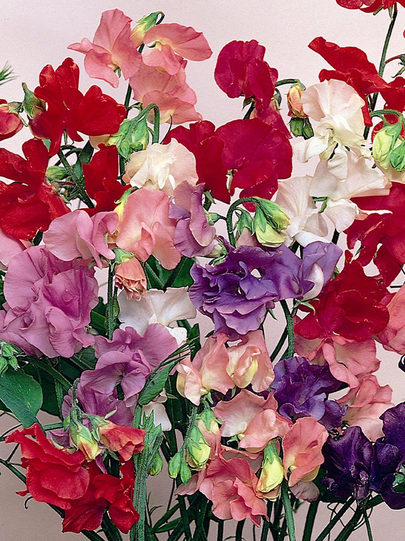 Product photograph of You Garden Sweet Pea Cut Flower Mix 20 Garden Ready Plants from very.co.uk