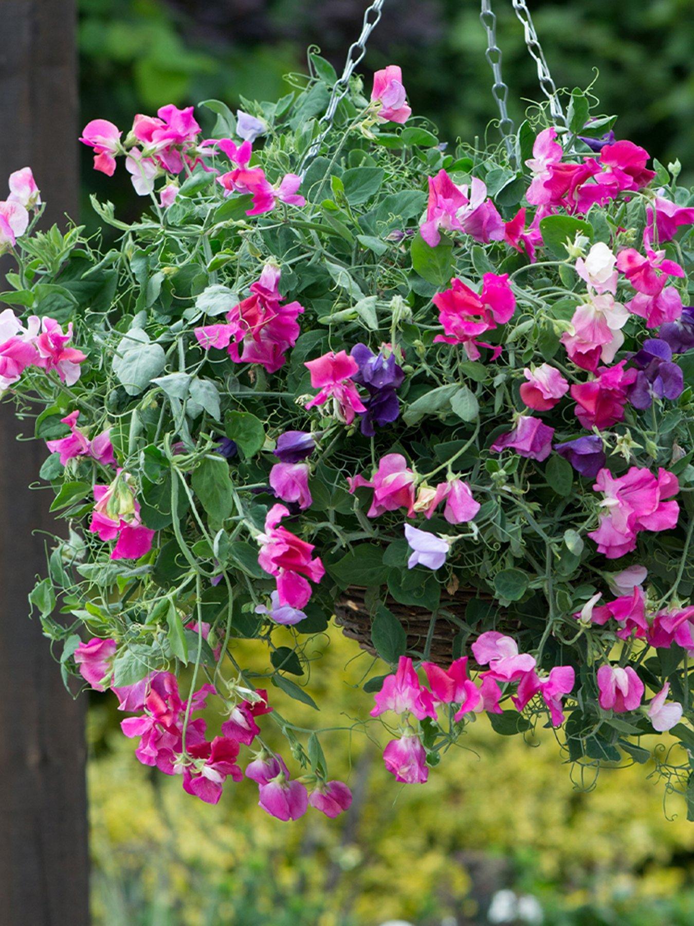 You Garden Sweet Pea Fragrant Trails (20 Garden Ready Plants)