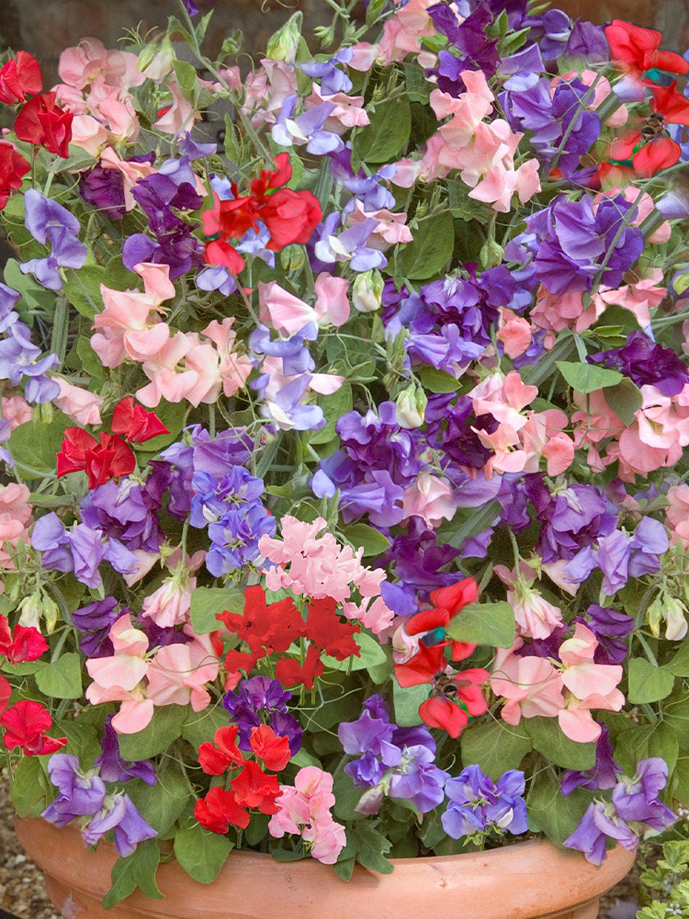You Garden Sweet Pea Patio Perfect (20 Garden Ready Plants)