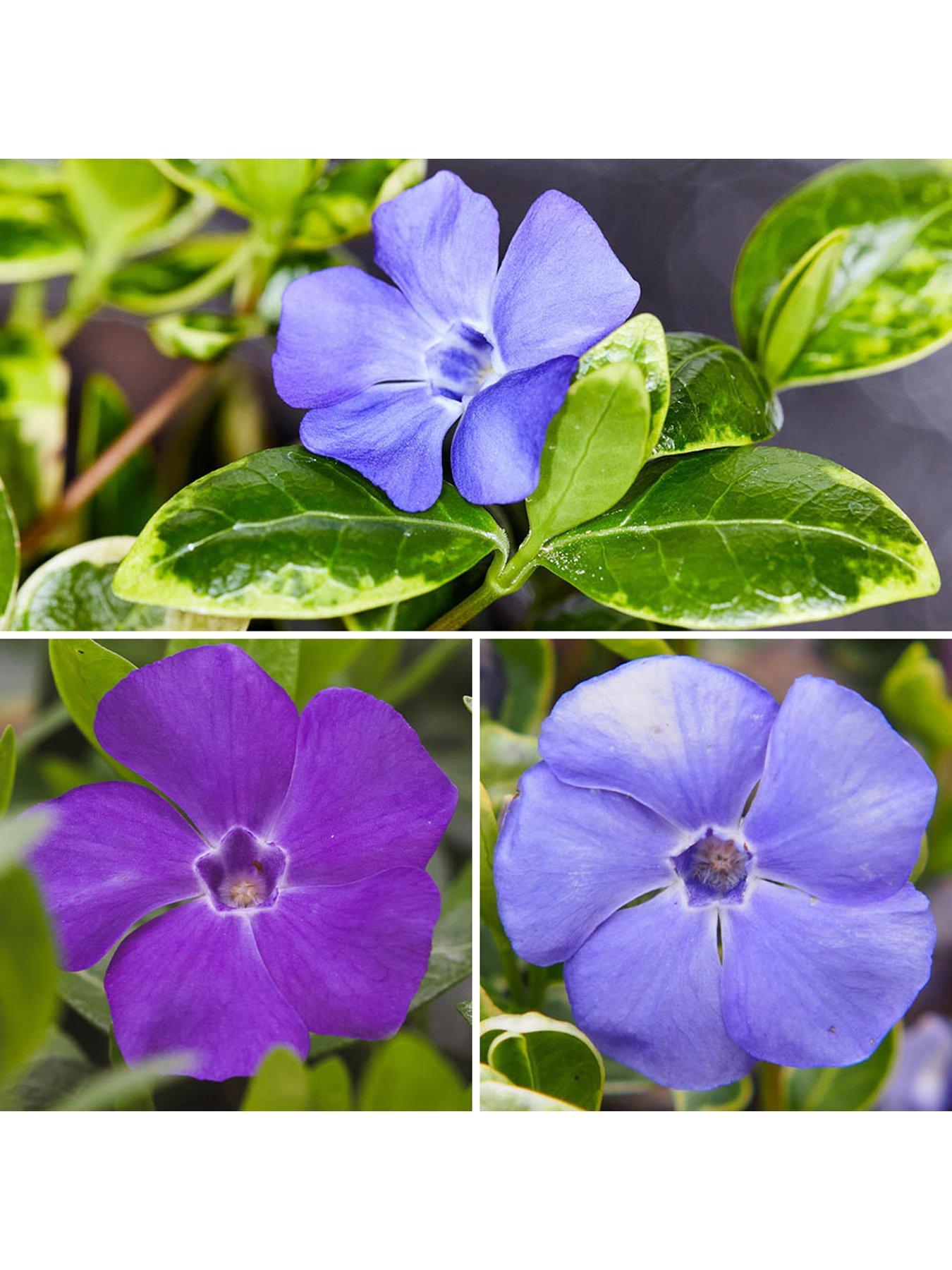 Product photograph of Vinca Collection 3 X 9cm Plants from very.co.uk