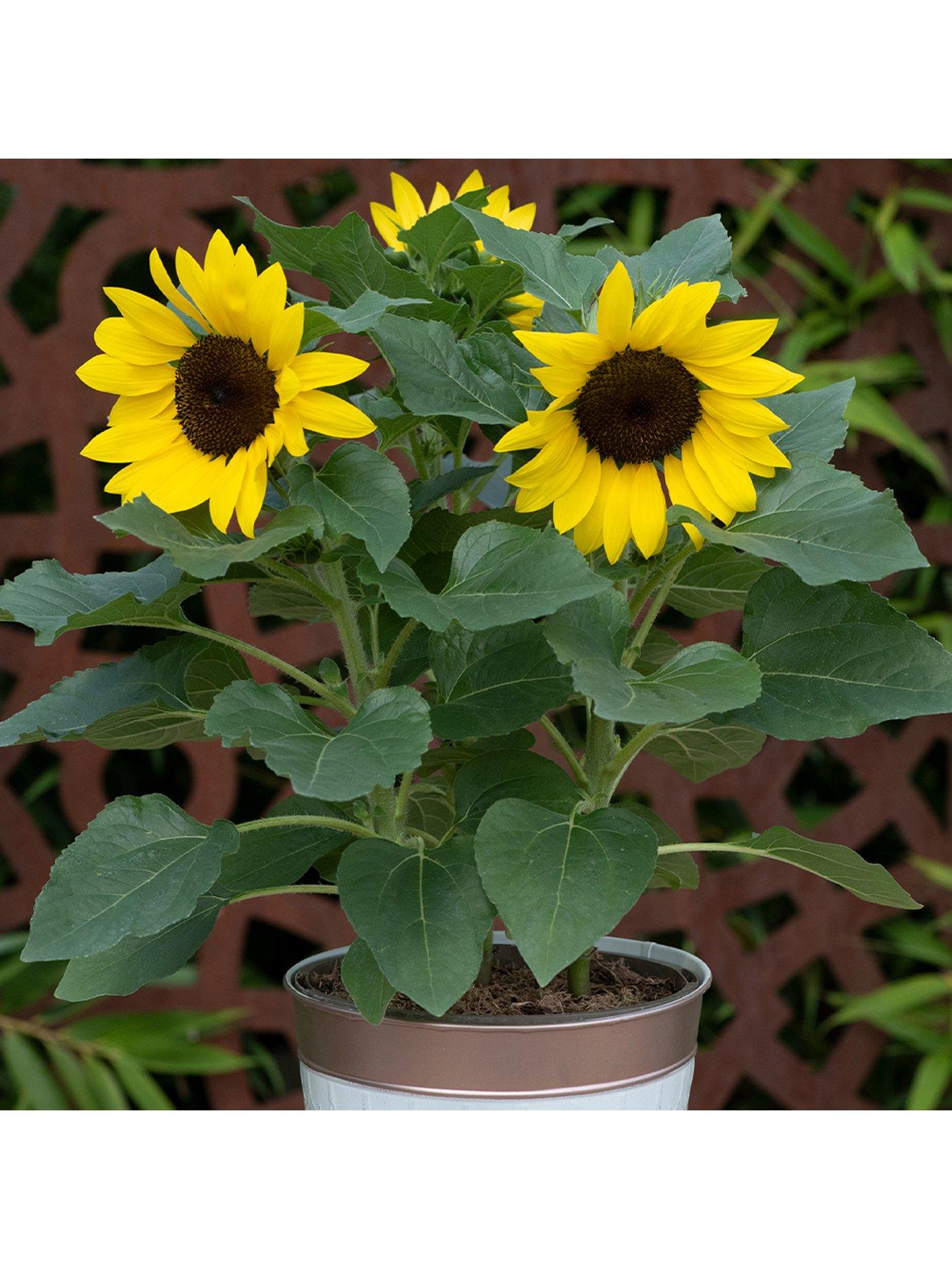 Product photograph of You Garden Sunflower Sunsation 12 Plug Plants from very.co.uk
