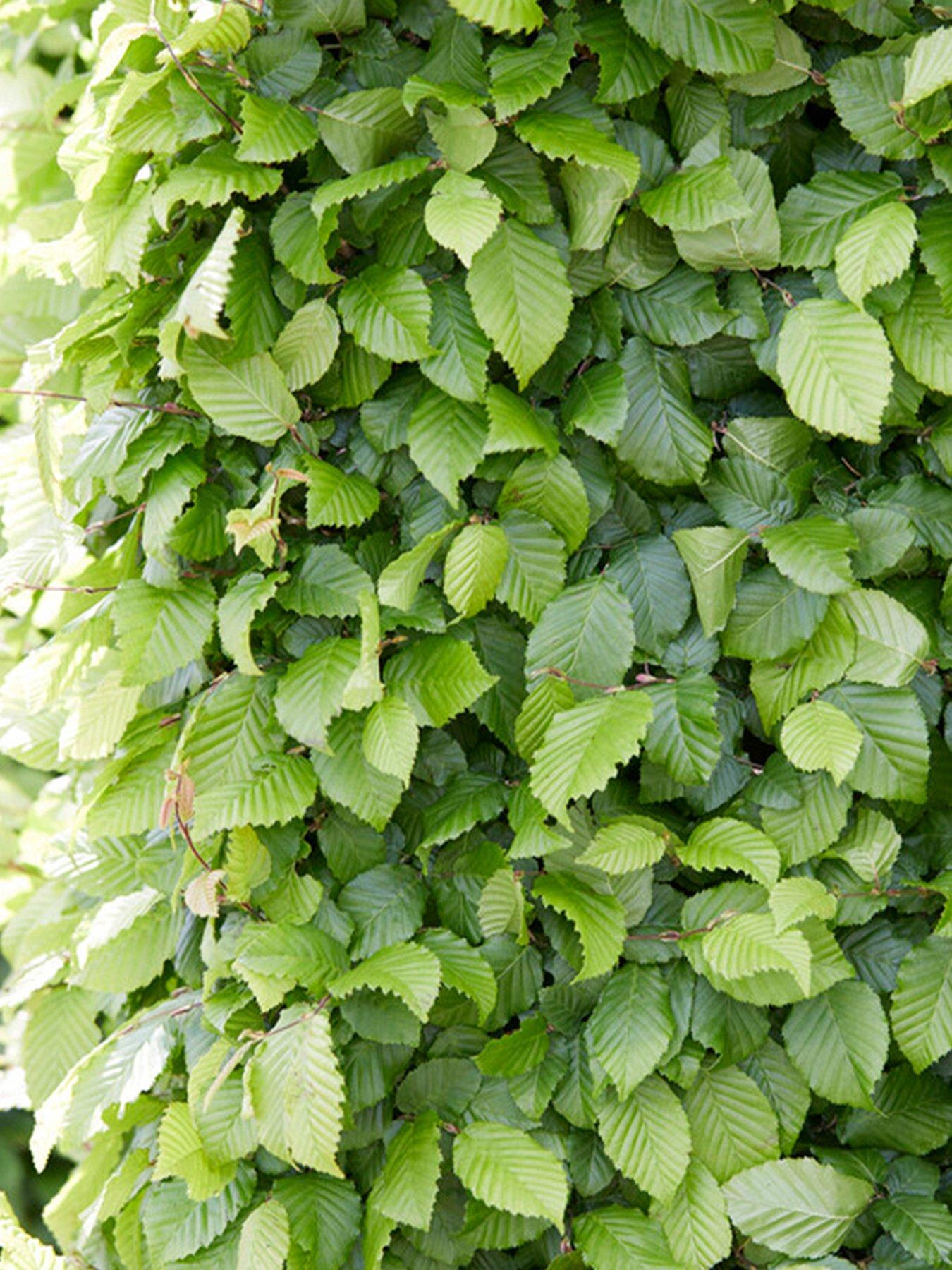 Product photograph of You Garden Hedging - Hornbeam Carpinus Betulus - 25 Bare Roots Approx 60 90cm from very.co.uk