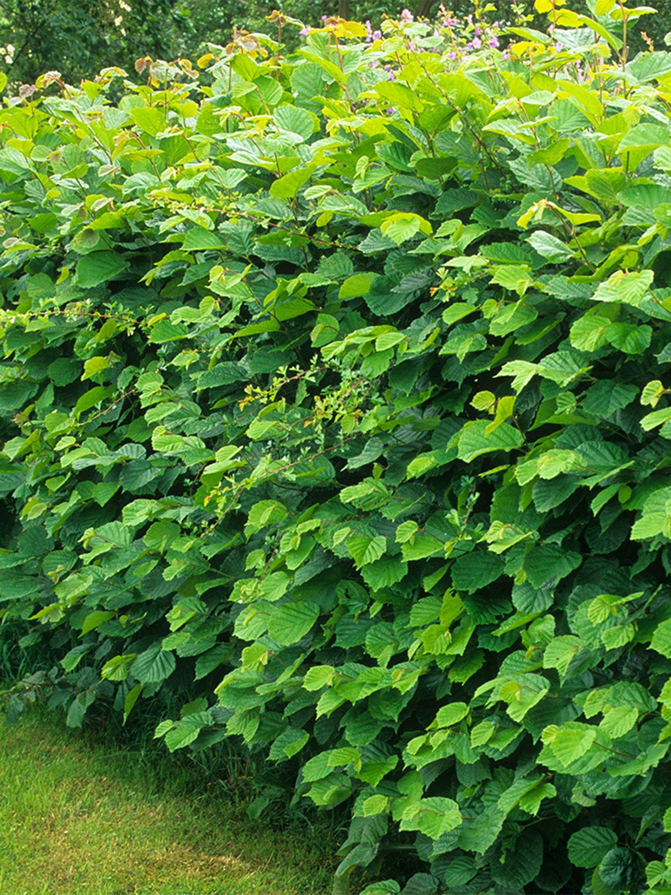 Product photograph of Hedging - Hazel Corylus Avellana - 25 Bare Roots Approx 60 90cm from very.co.uk