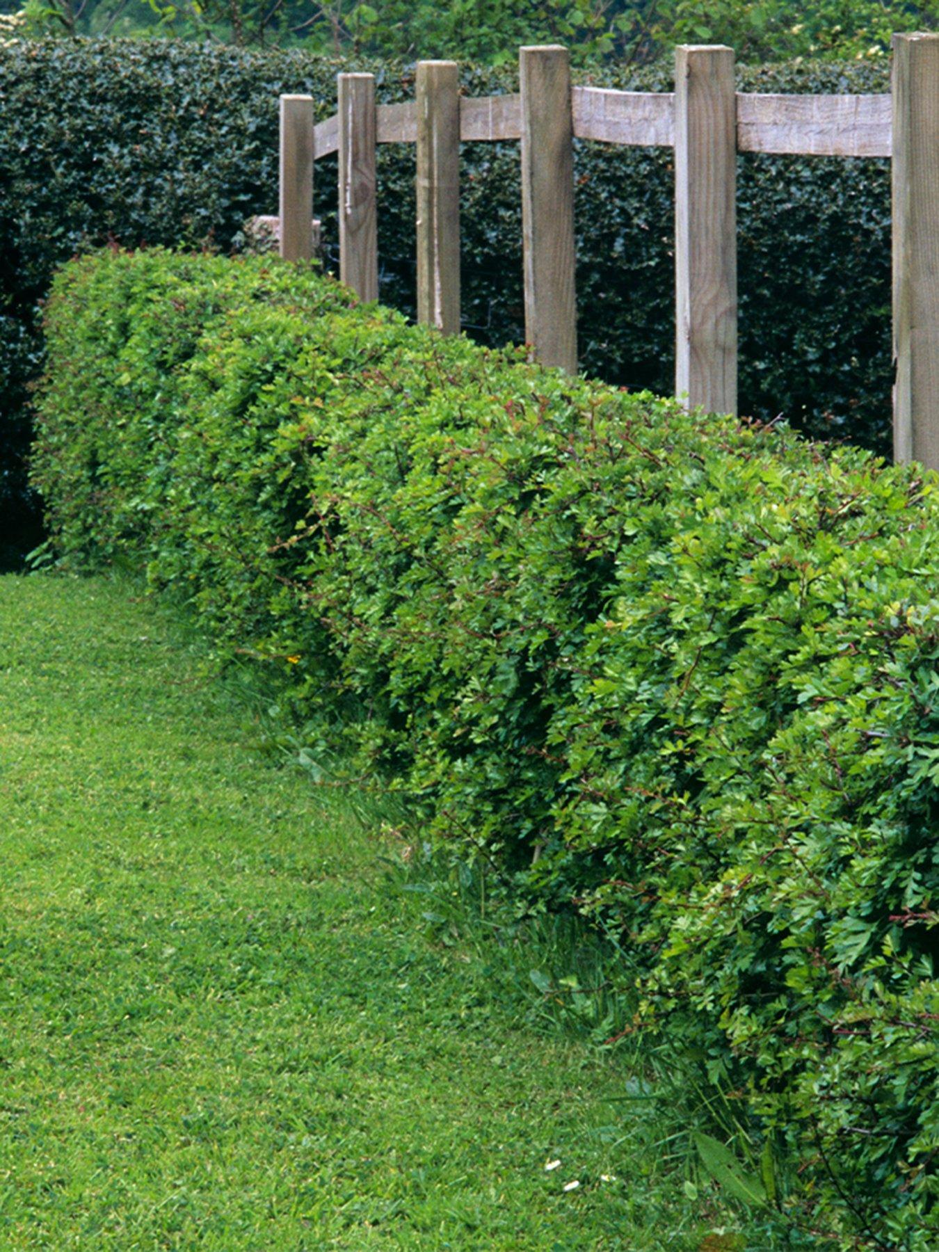 Product photograph of You Garden Hedging - Hawthorn Crataegus Monogyna - 25 Bare Roots Approx 60 90cm from very.co.uk